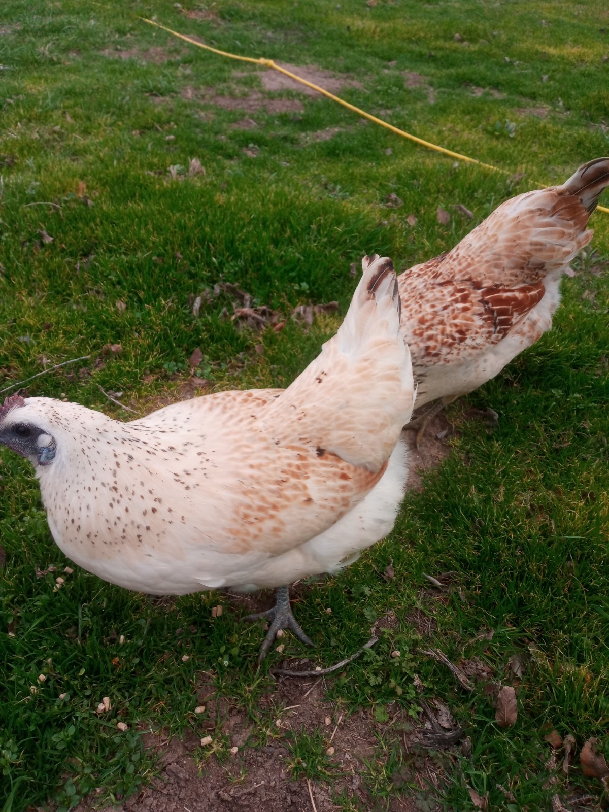 6+ Mosaic Hatching Eggs