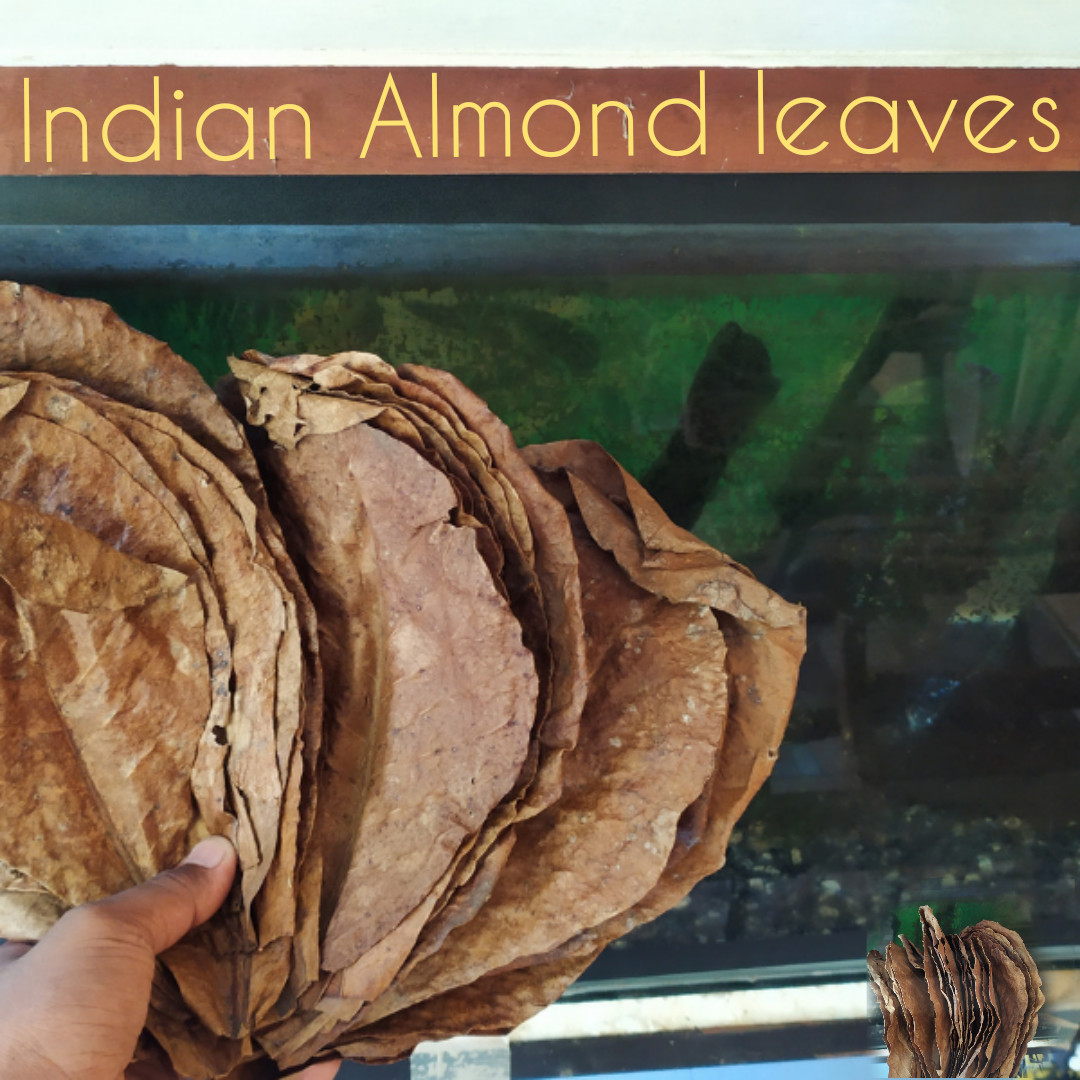 30X Catappa Indian Almond Leaves Ketapang Leaf Shrimp Betta Fish Aquarium Care