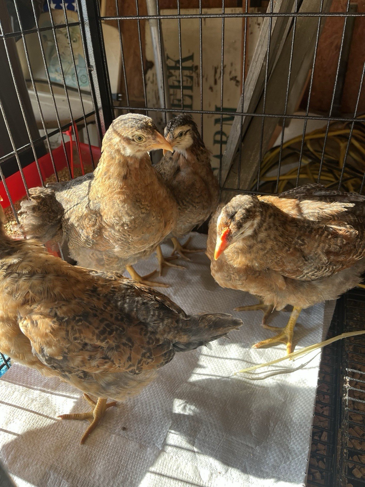 Mixed Hens Choice 12 Hatching Eggs