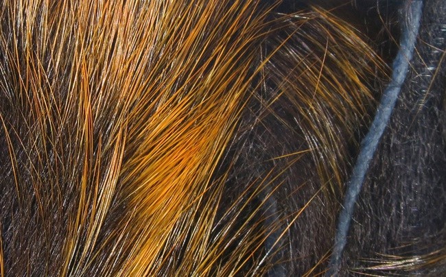 Magnum Frostip Rabbit Strips