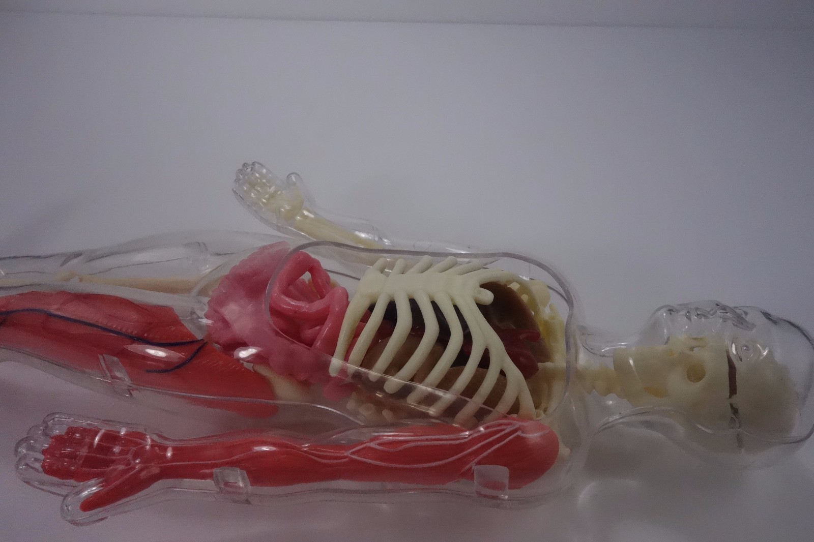 Educational Skeleton with Body and Parts for Replacement only not complete