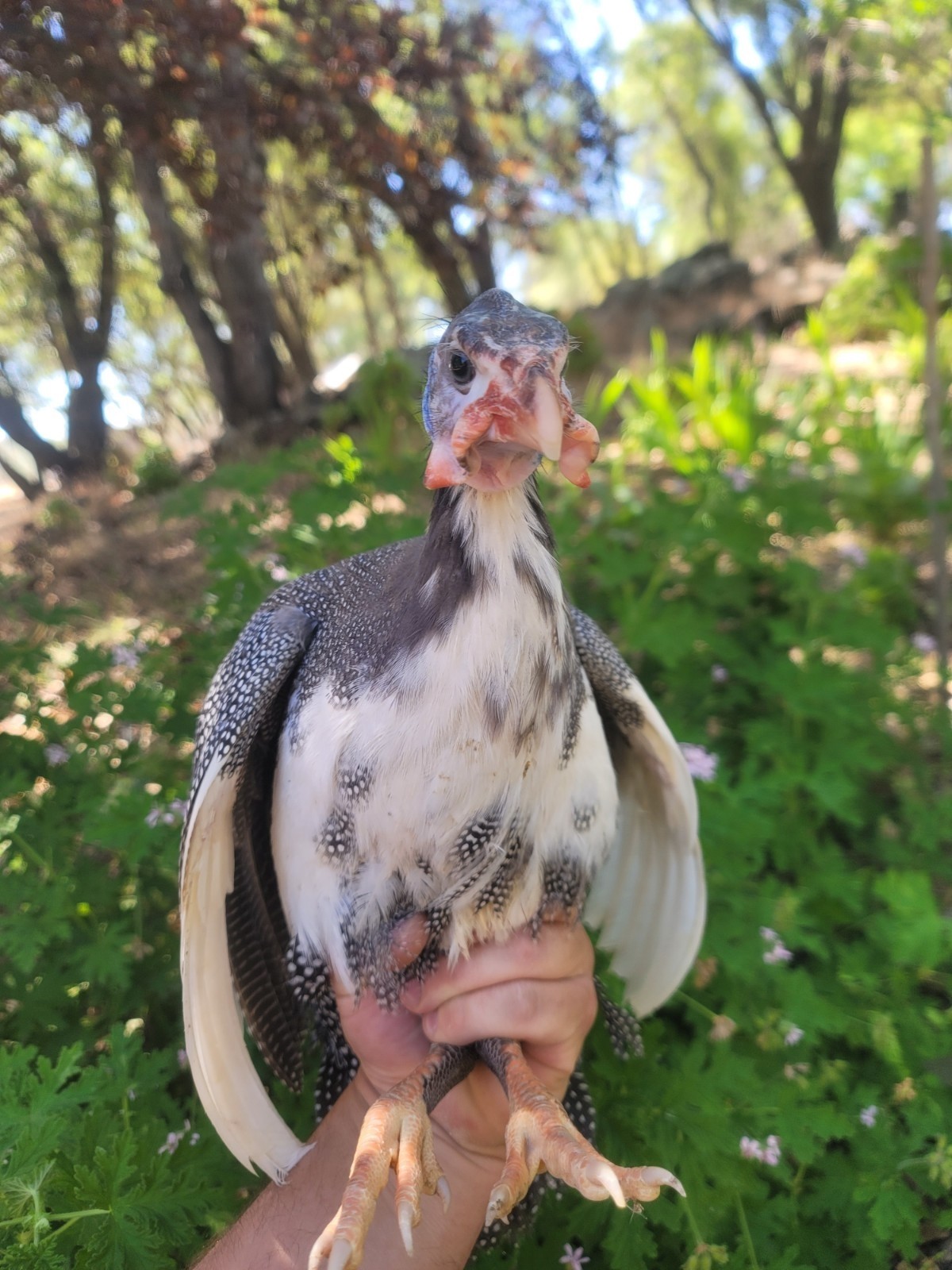 3 Fresh Fertile GUINEA FOWL Hatching Eggs