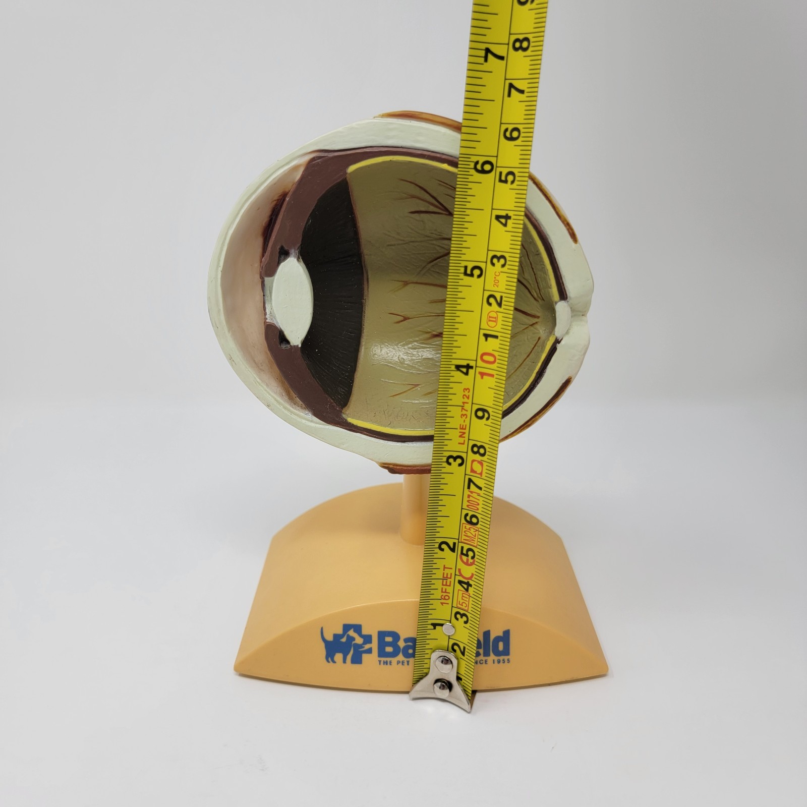Banfield Veterinary Plastic Anatomical Model for Education - Canine Eye
