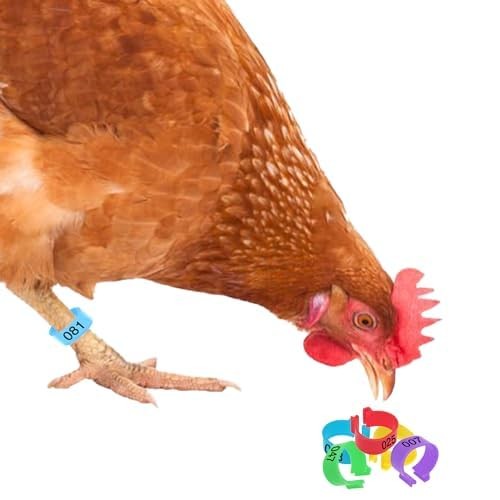 Chicken Leg Bands - Numbered & Multi-Colored Poultry Plastic Bands for Ducks, T