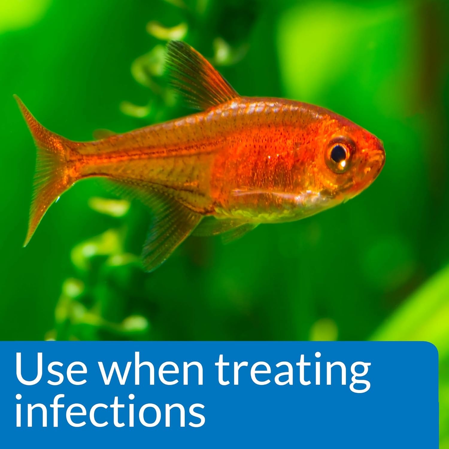 Aquarium Antifungal Fish Treatment Solution
