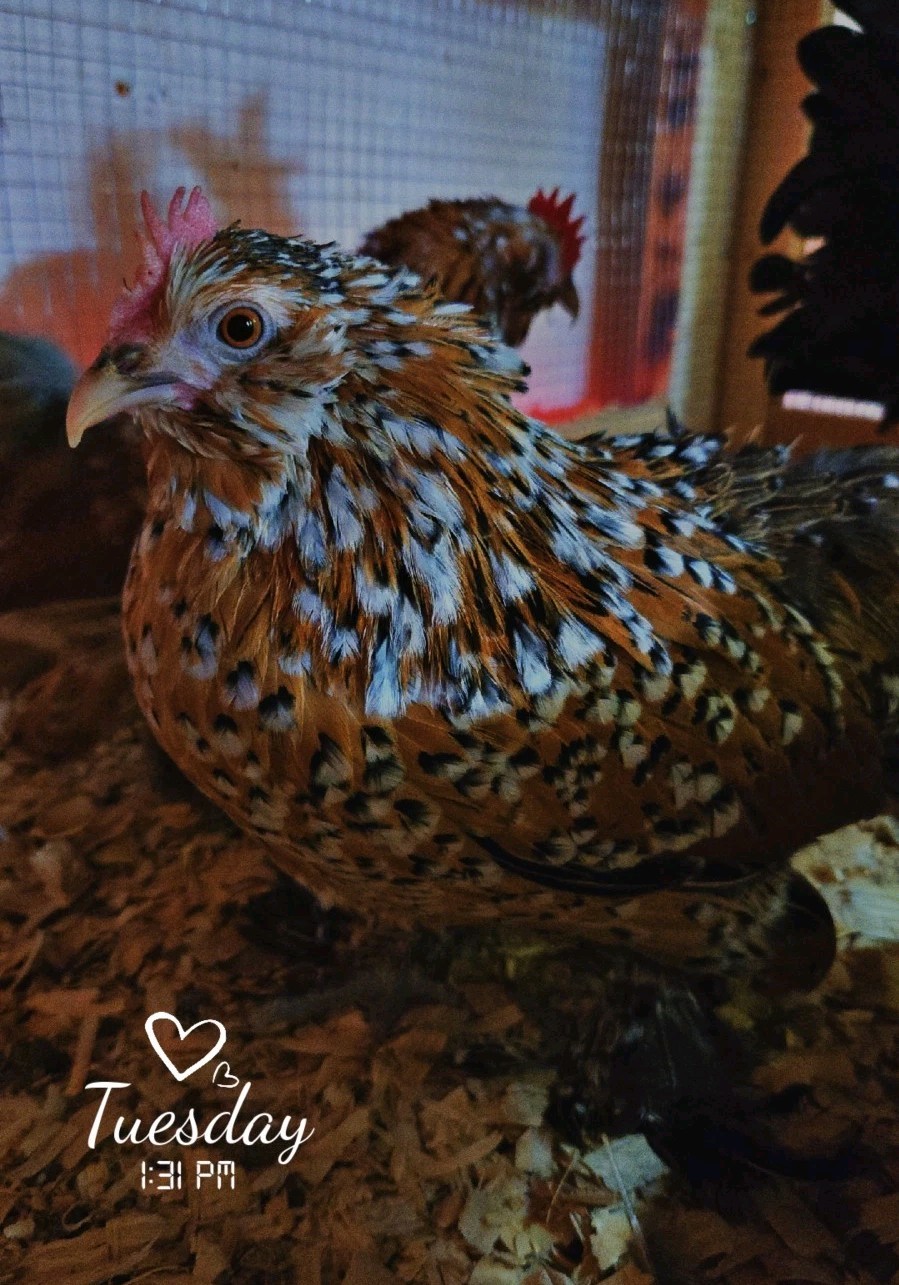 Belgian Bearded Mille Fleúr D'uccle Hatching Eggs (12+) NPIP Certified