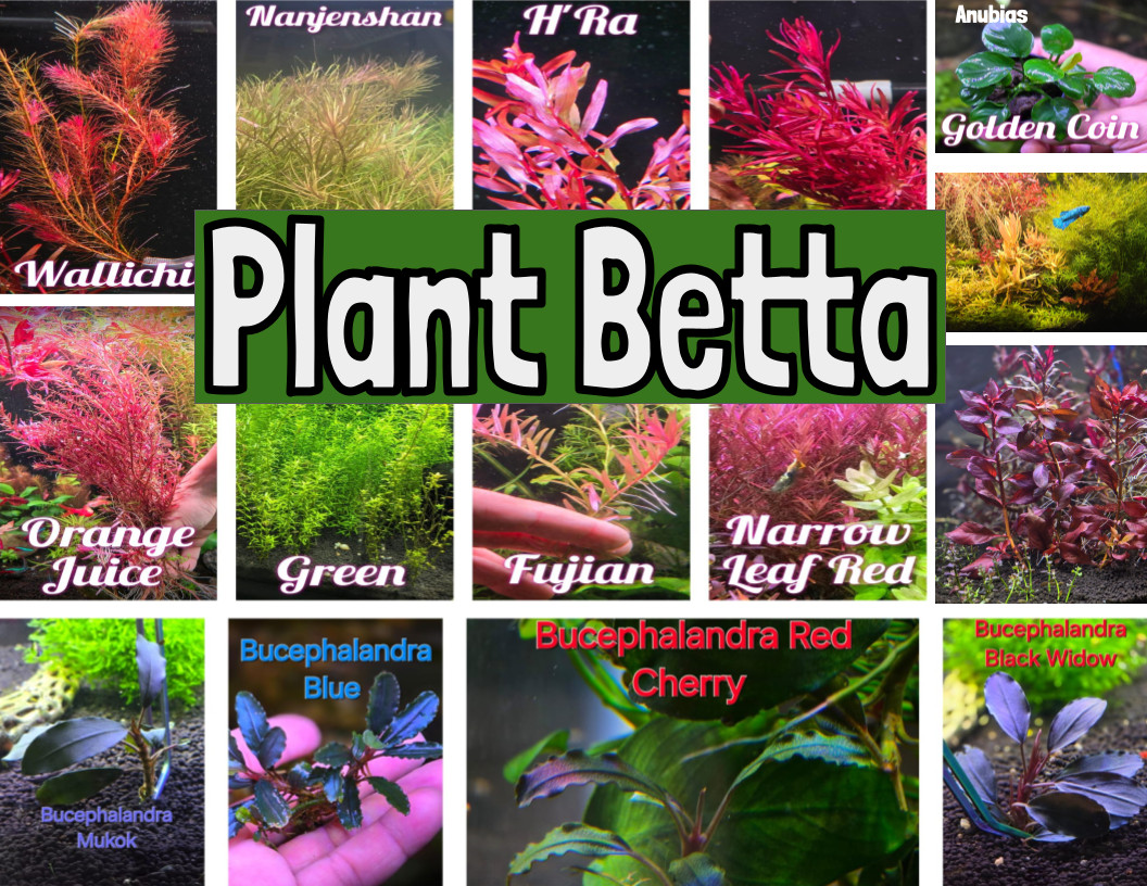 Orange Glow Plant Pack Live Aquatic Plants Freshwater Aquarium Plants Healthy