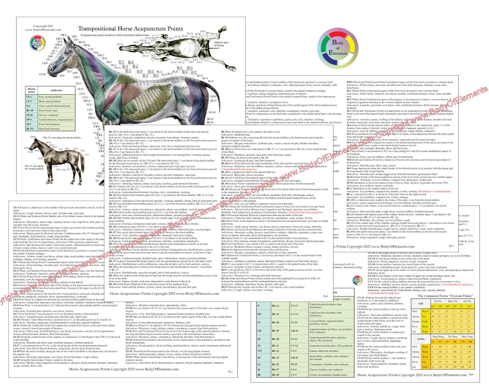 Horse Acupuncture Chart Set 8.5" X 11" Equine Acupressure Points Reference