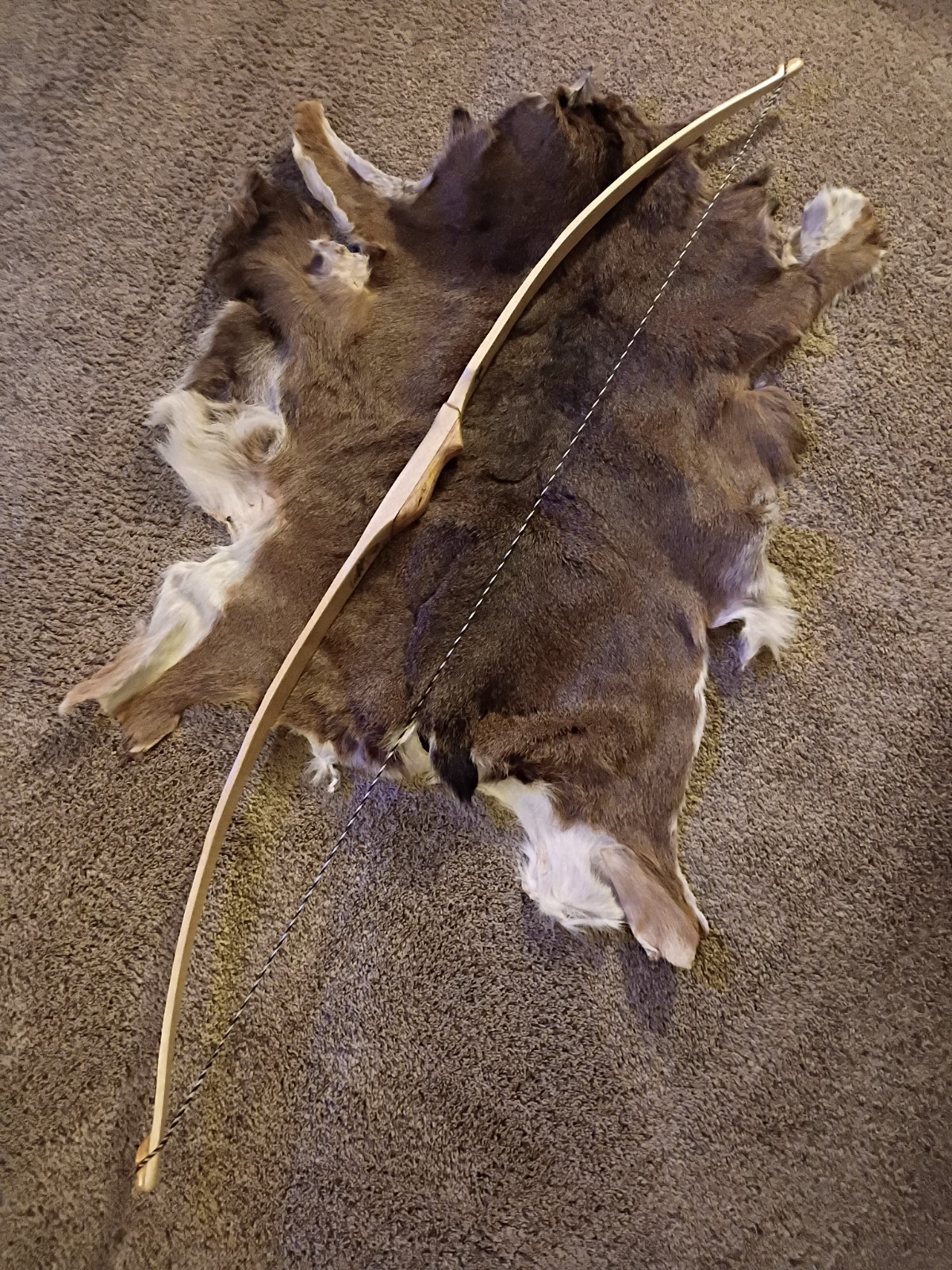 American Flatbow "Barn Owl"🦉
