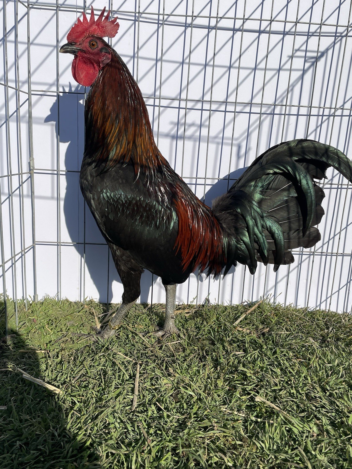 DoubleHFarm|| Fertilized 12 Hatching Eggs