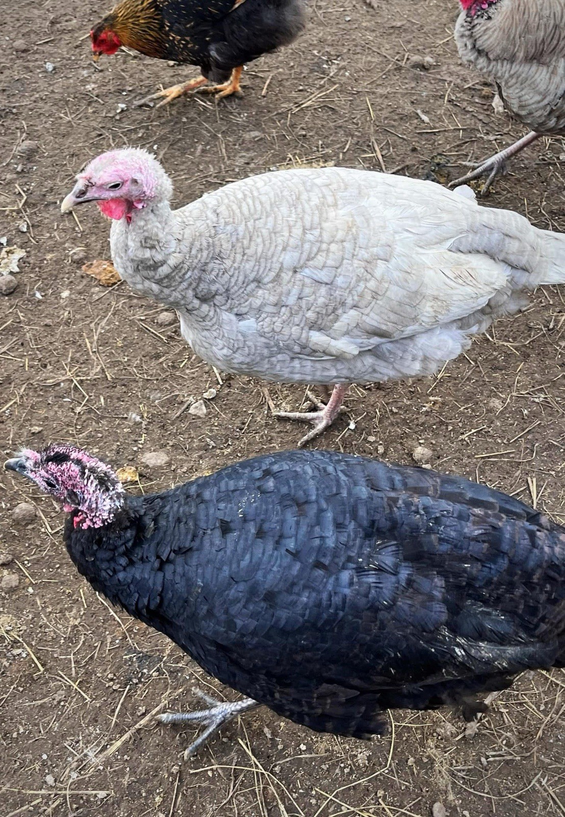 1doz.++ Assorted Species Fertile Hatching Eggs Turkey/chicken/duck