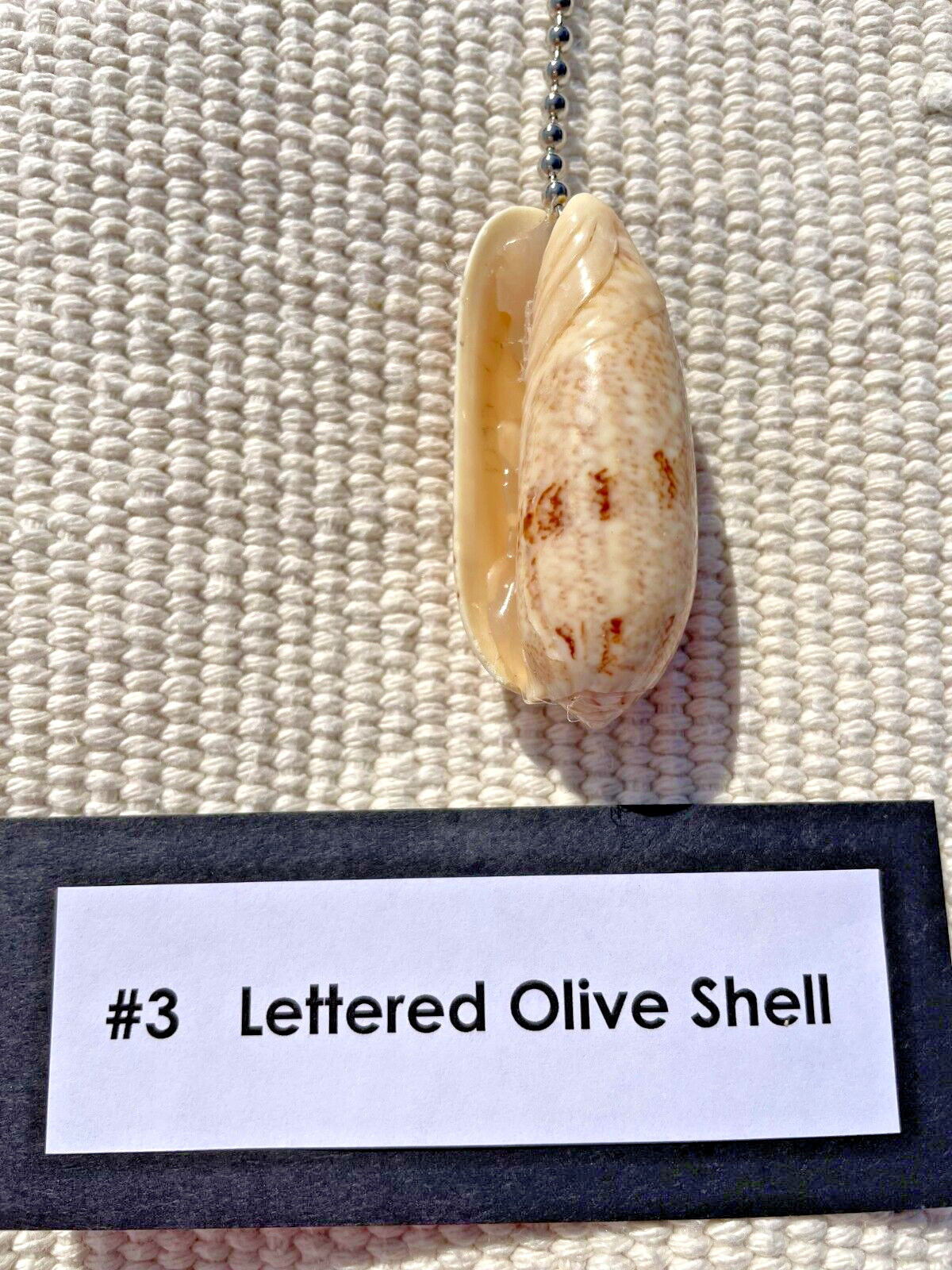 LETTERED OLIVE SHELL FAN PULL Seashell FAN PULL Chain Shell Ceiling Fan Pull