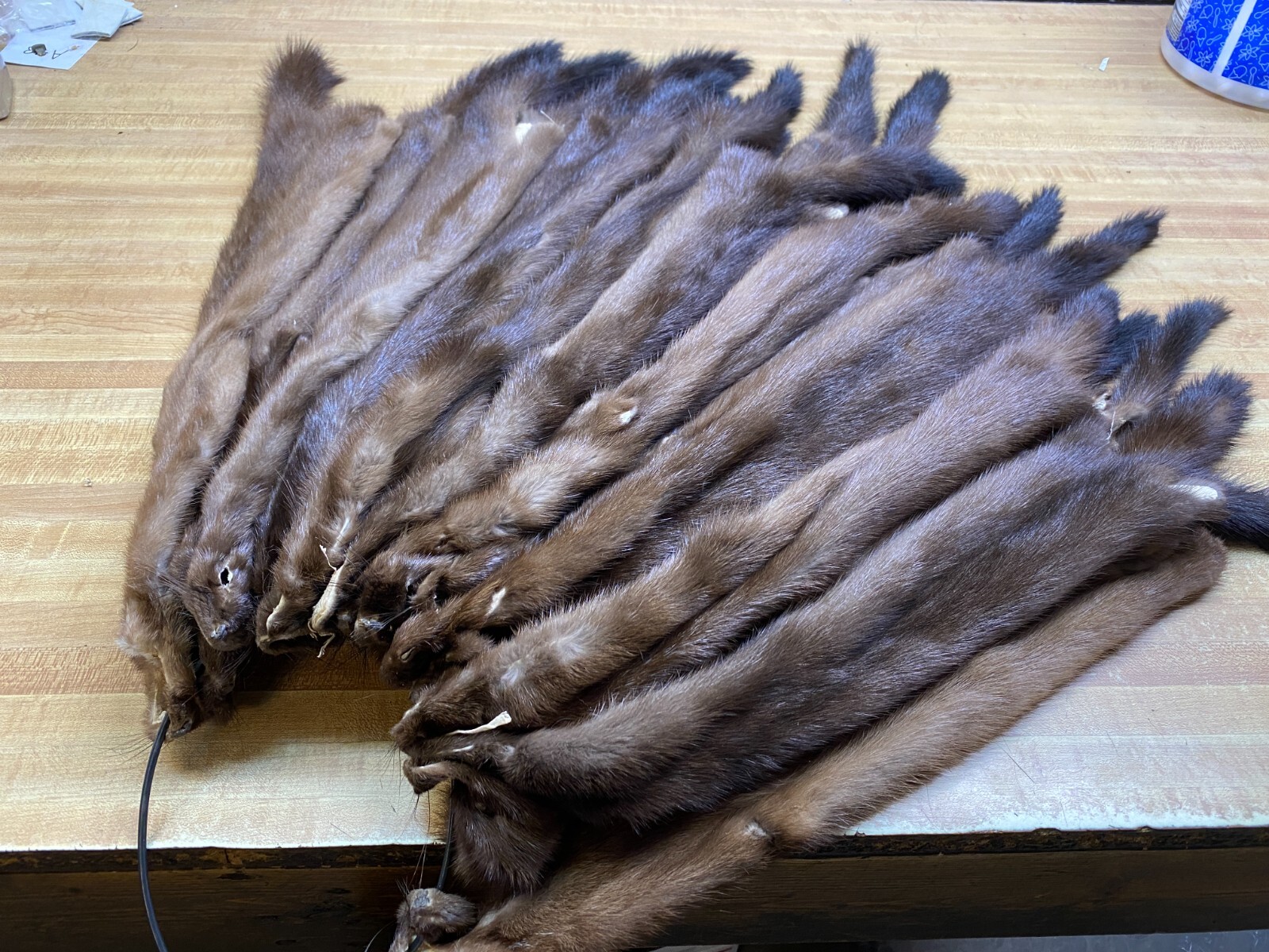 Tanned Ohio Wild Female Mink   # 1 & 2s  ( You Are Buying ) ONLY 1 Id Tag Blue
