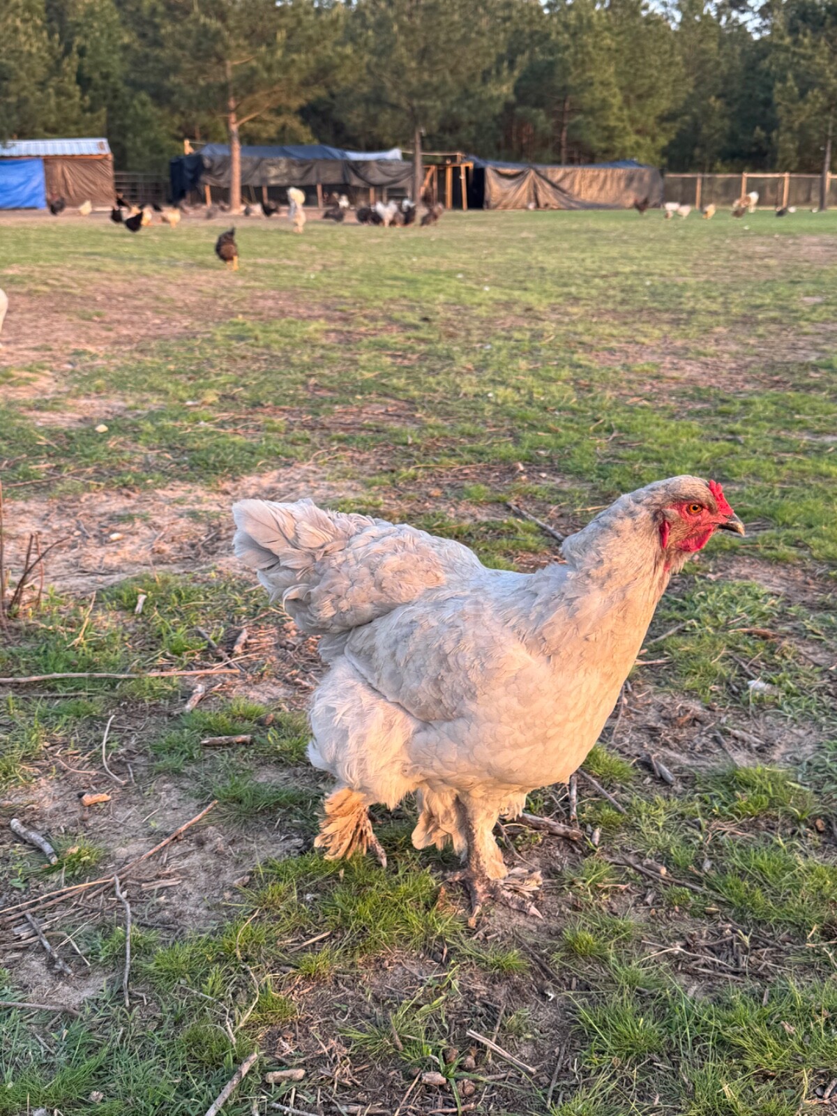 24 Rare Breed Mix Chicken Eggs