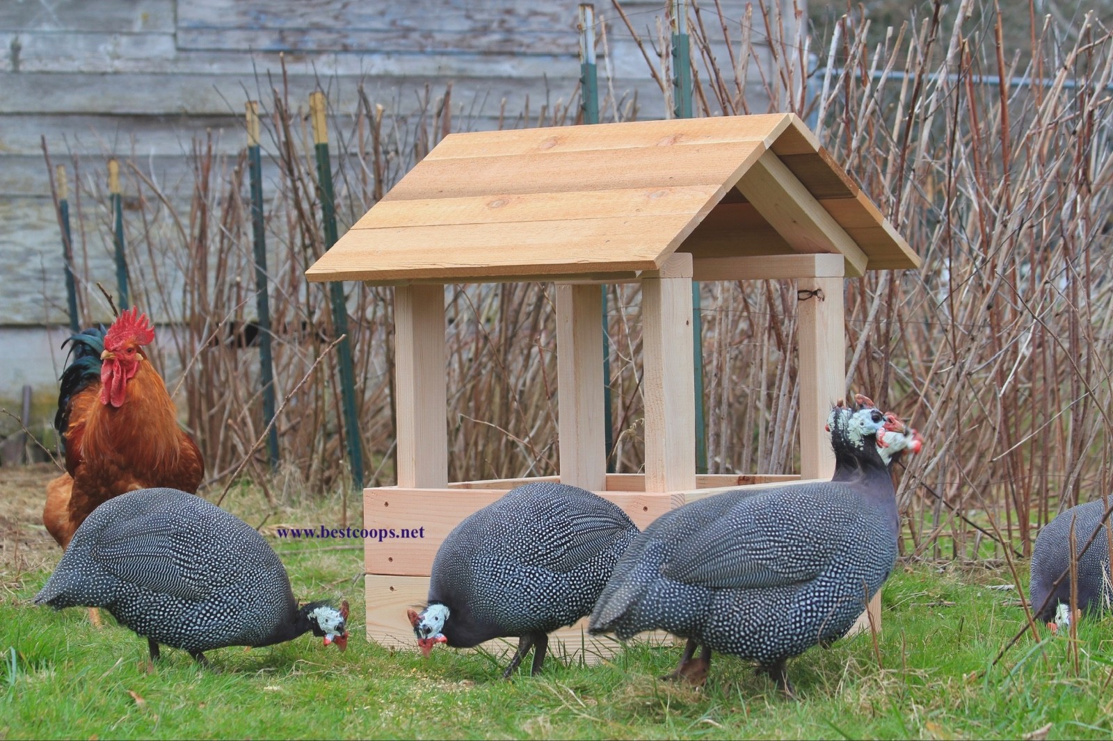 6+ Pearl Guinea Fowl Hatching Eggs