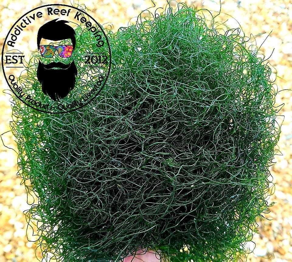 SALE ! 1/2 Cup Chaetomorpha Macro Algae Chaeto for Copepods Amphipod Reef