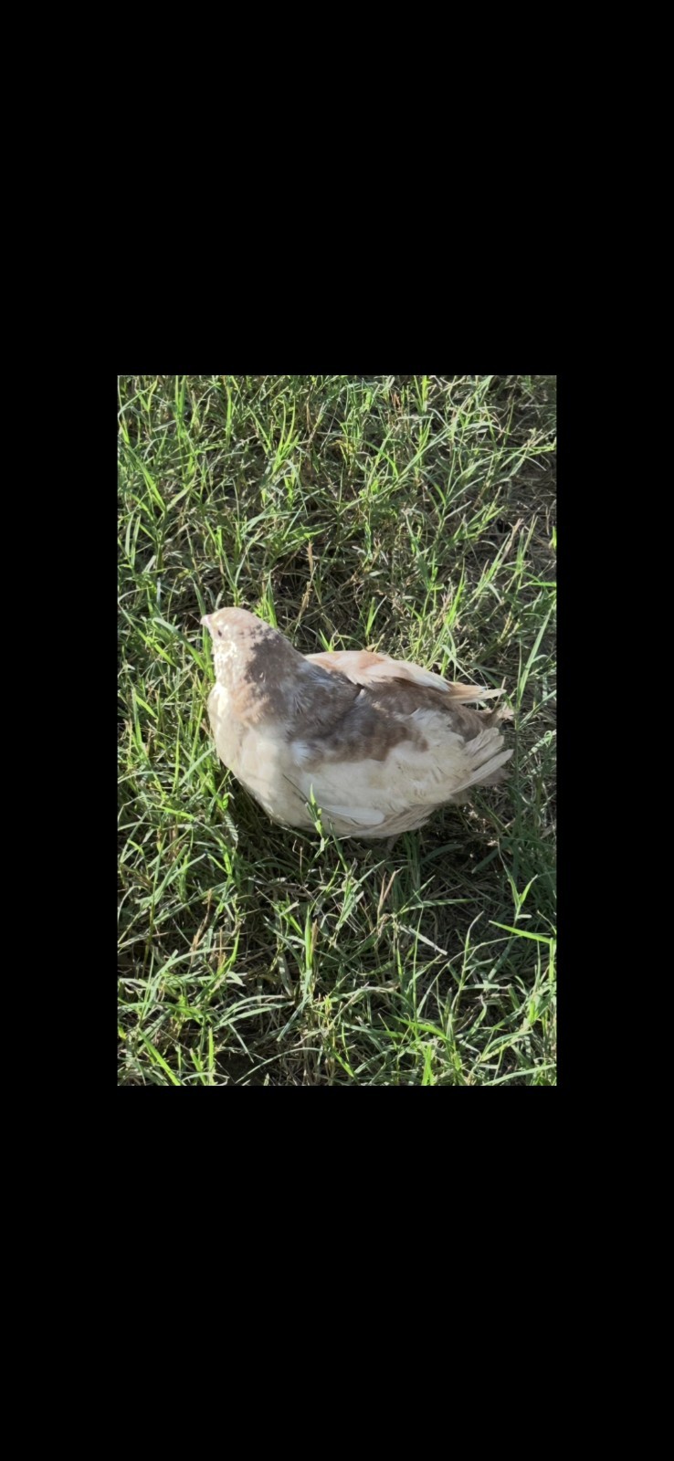 54 Celadon Blue Coturnix Quail Hatching Eggs - 100% BLUE