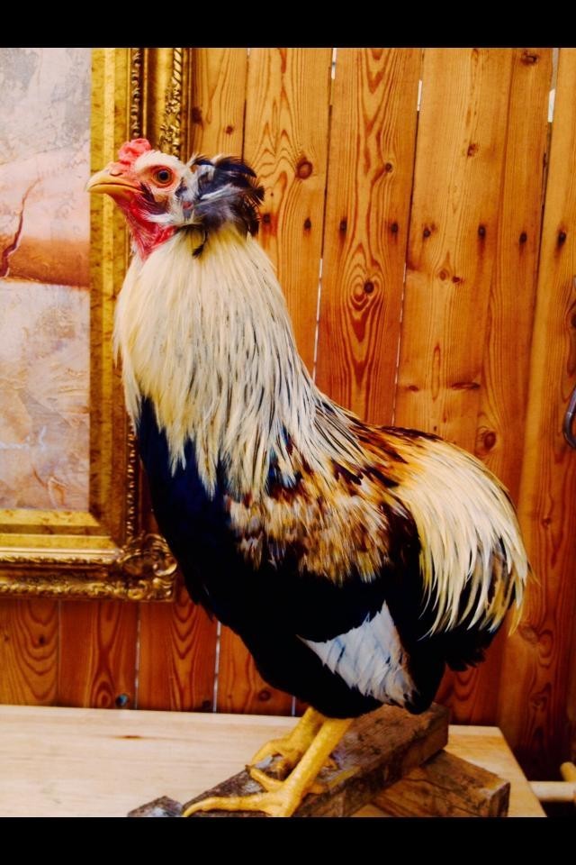 ARAUCANA   100% PURE TYPE (  12  ) HATCHING EGGS