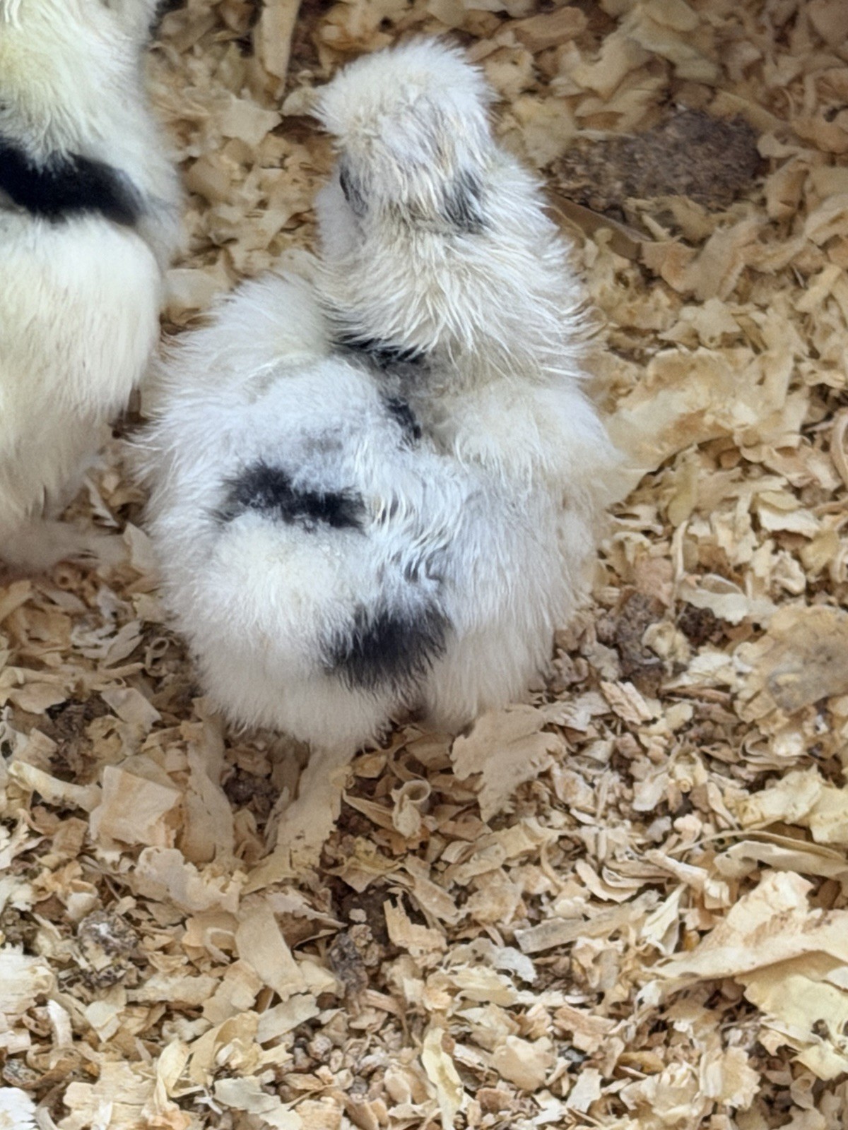 6 Paint Silkie Chicken Hatching Eggs From Show Quality Stock - READ!!!