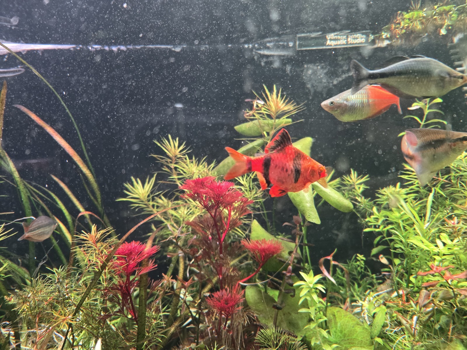 Purple Cabomba 5x Stems
