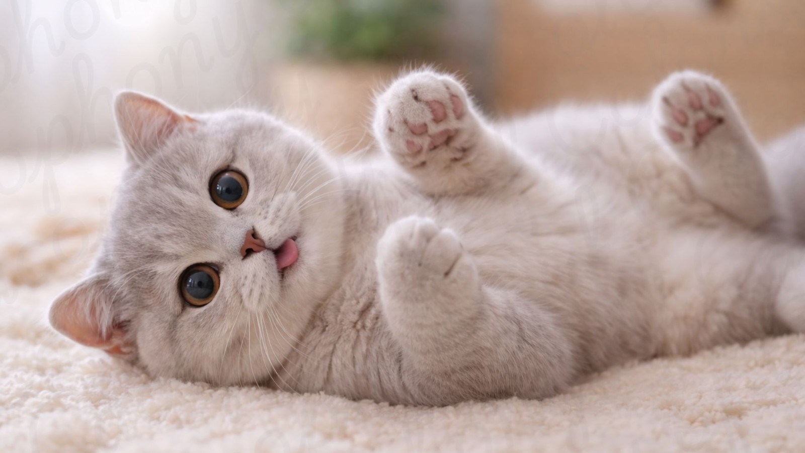 20 Cat Desktop Wallpapers Digital Download Cozy Computer Background Bundle