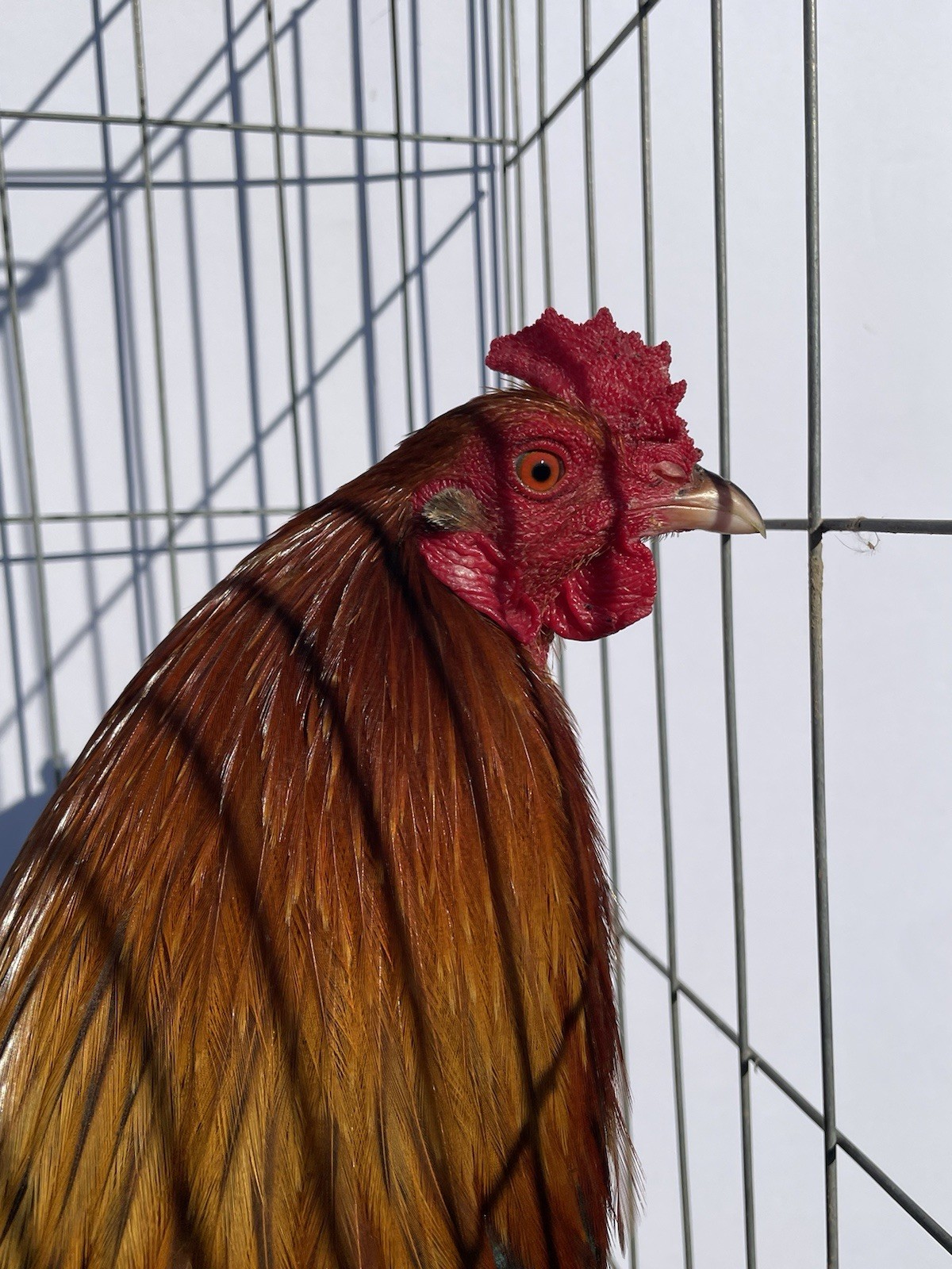 DoubleHFarm|| Fertilized 12 Hatching Eggs