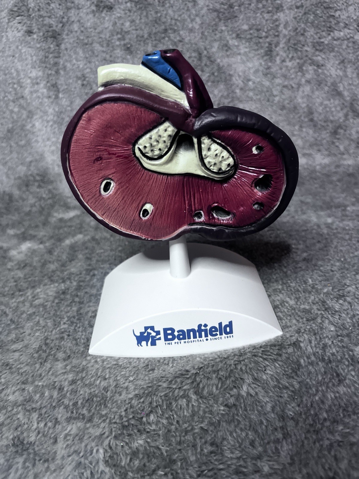 Dog Kidney  Anatomy Model Canine  Veterinary Teaching Pet Clinic  Banfield