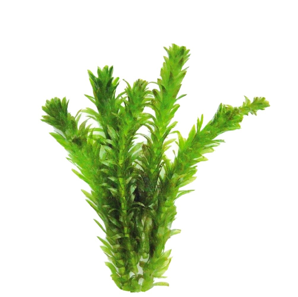 Anacharis Elodea- Beautiful Freshwater Live Plant Bundle 🌱💞