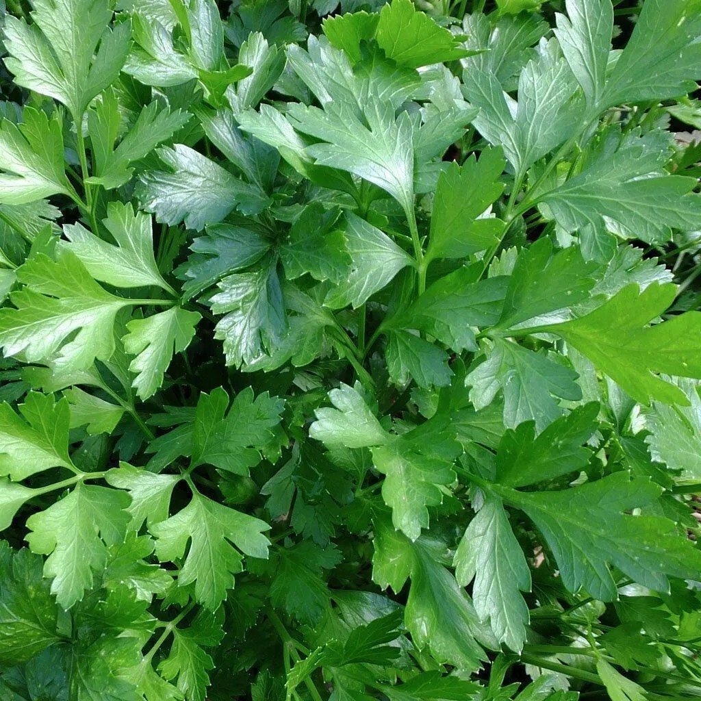 Italian Giant Parsley Seeds, NON-GMO, ORGANIC, HEIRLOOM - Free Shipping!