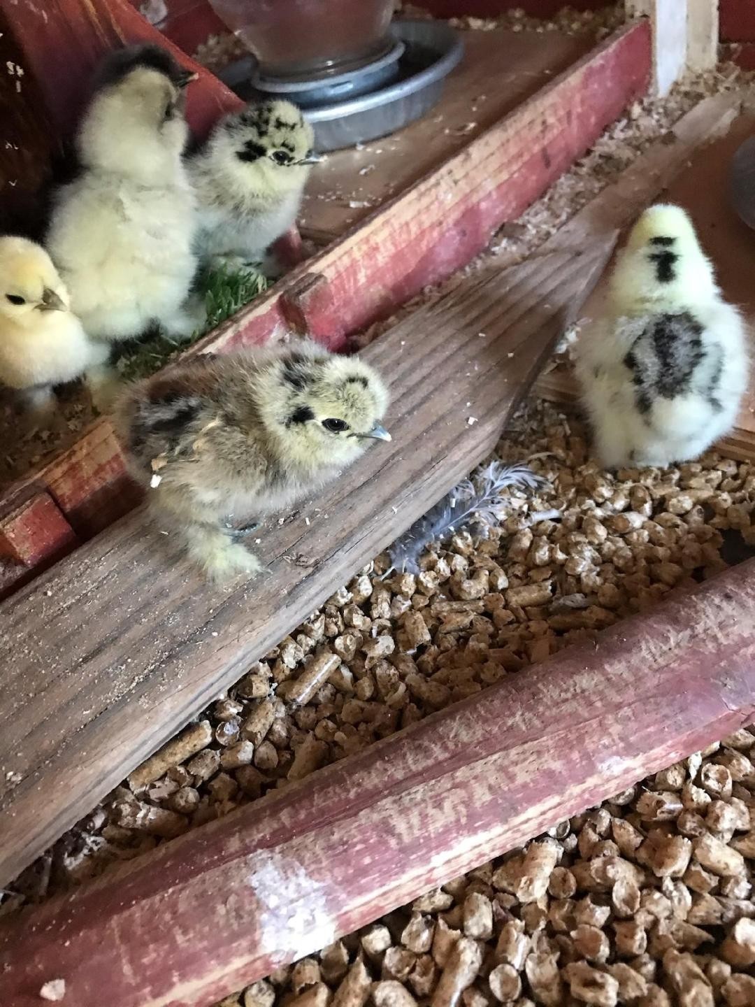 3 Silkie, Satin, Frizzle Hatching Eggs