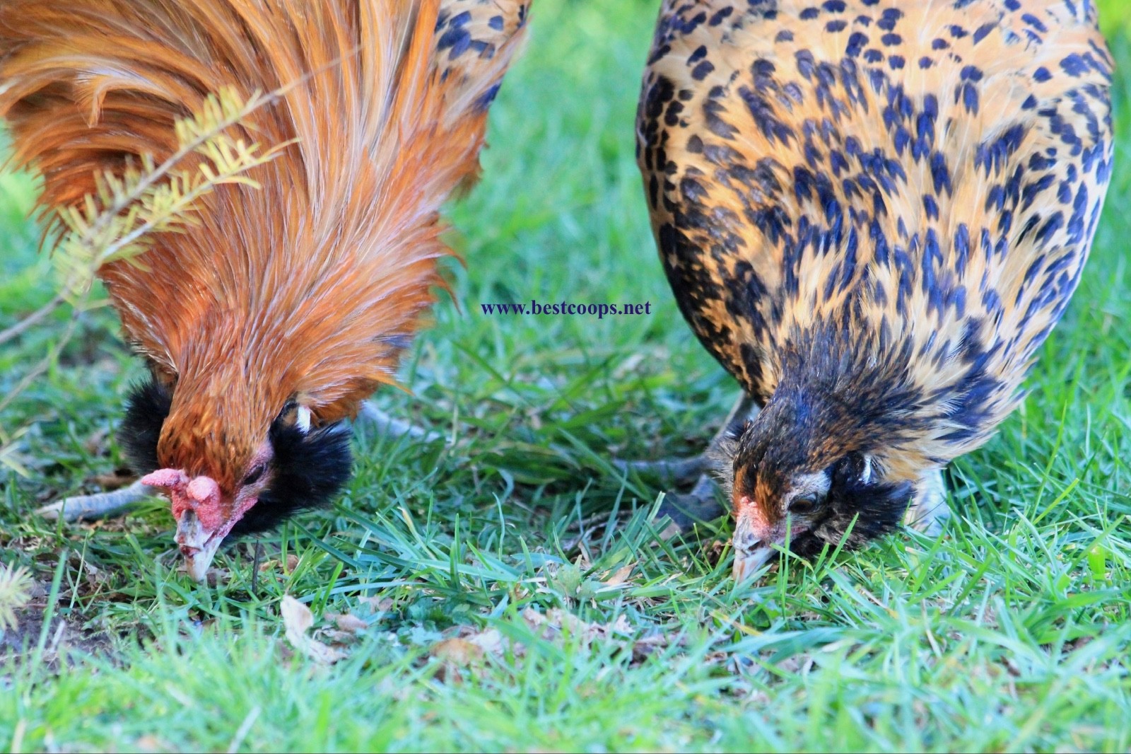 6+ Gold Owlbeard Fertile Chicken Hatching Eggs
