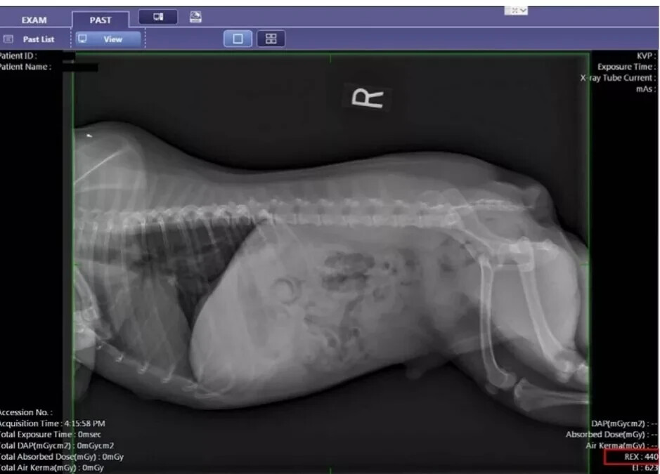 rayos x veterinary