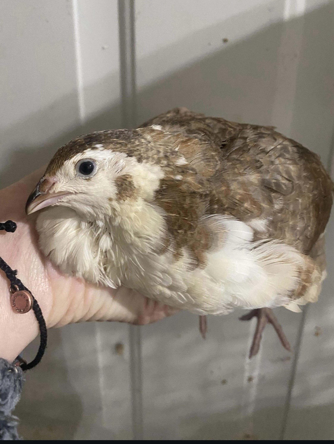 Coturnix Quail Hatching Eggs – Assorted Colors and Patterns