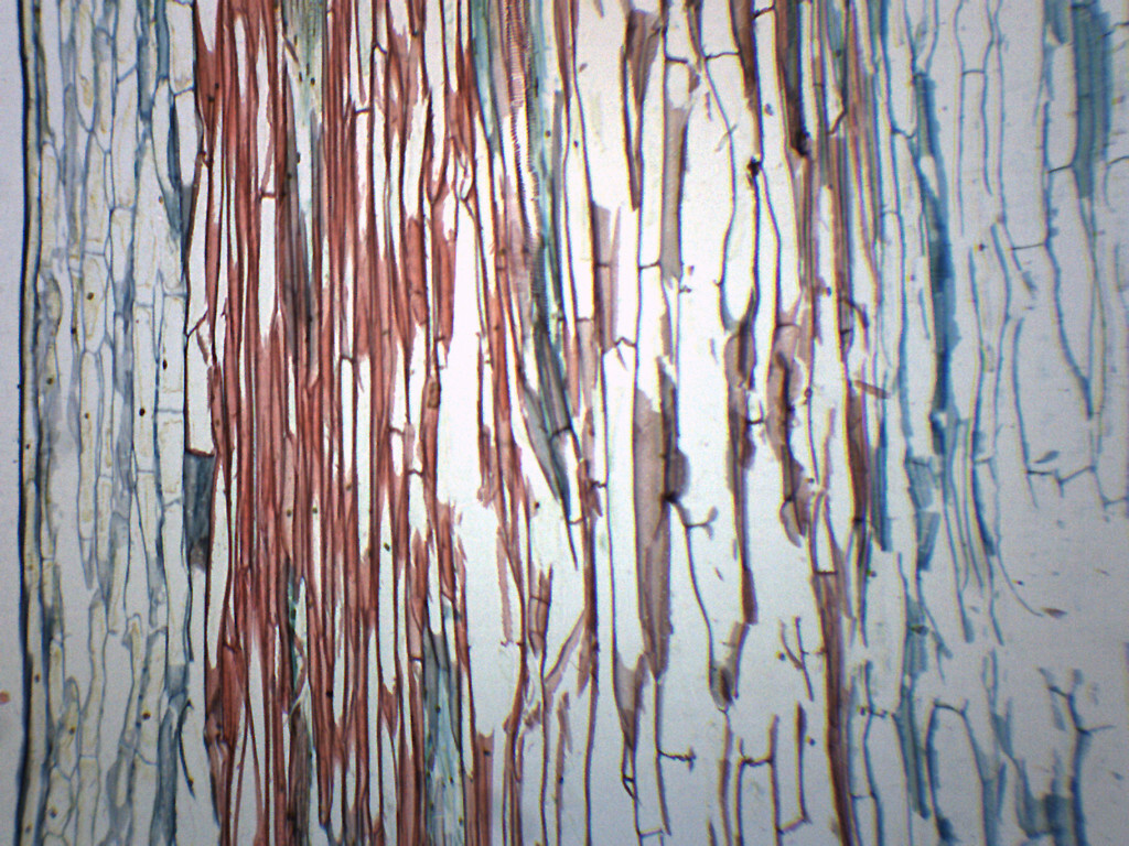 Lilium Stem Combination  - CS - Prepared Slide - 75x25mm - Eisco Labs