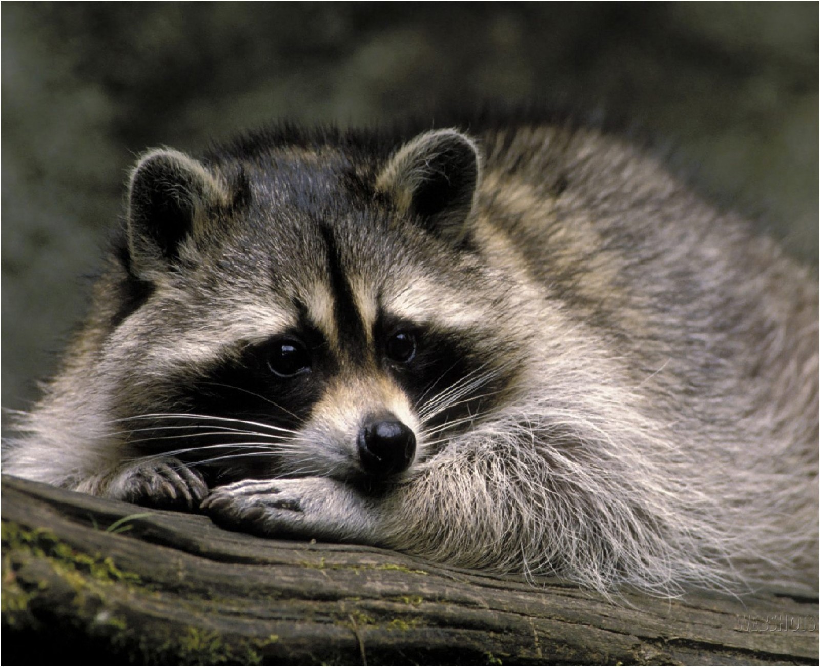 RESTING RACCOON IMAGE 2    COMPUTER MOUSE PAD 9 X 7