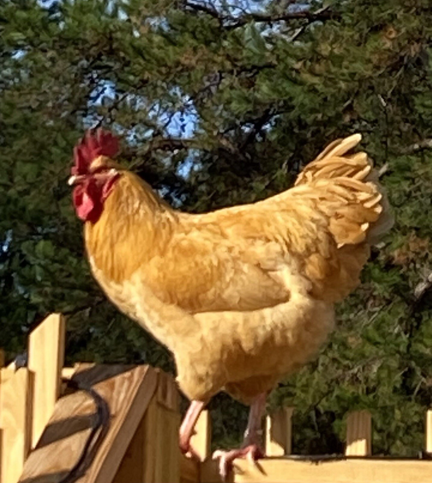 12 Farm Fresh Hatching Eggs  Pre-Sale ON SALE NOW ! Free Shipping!