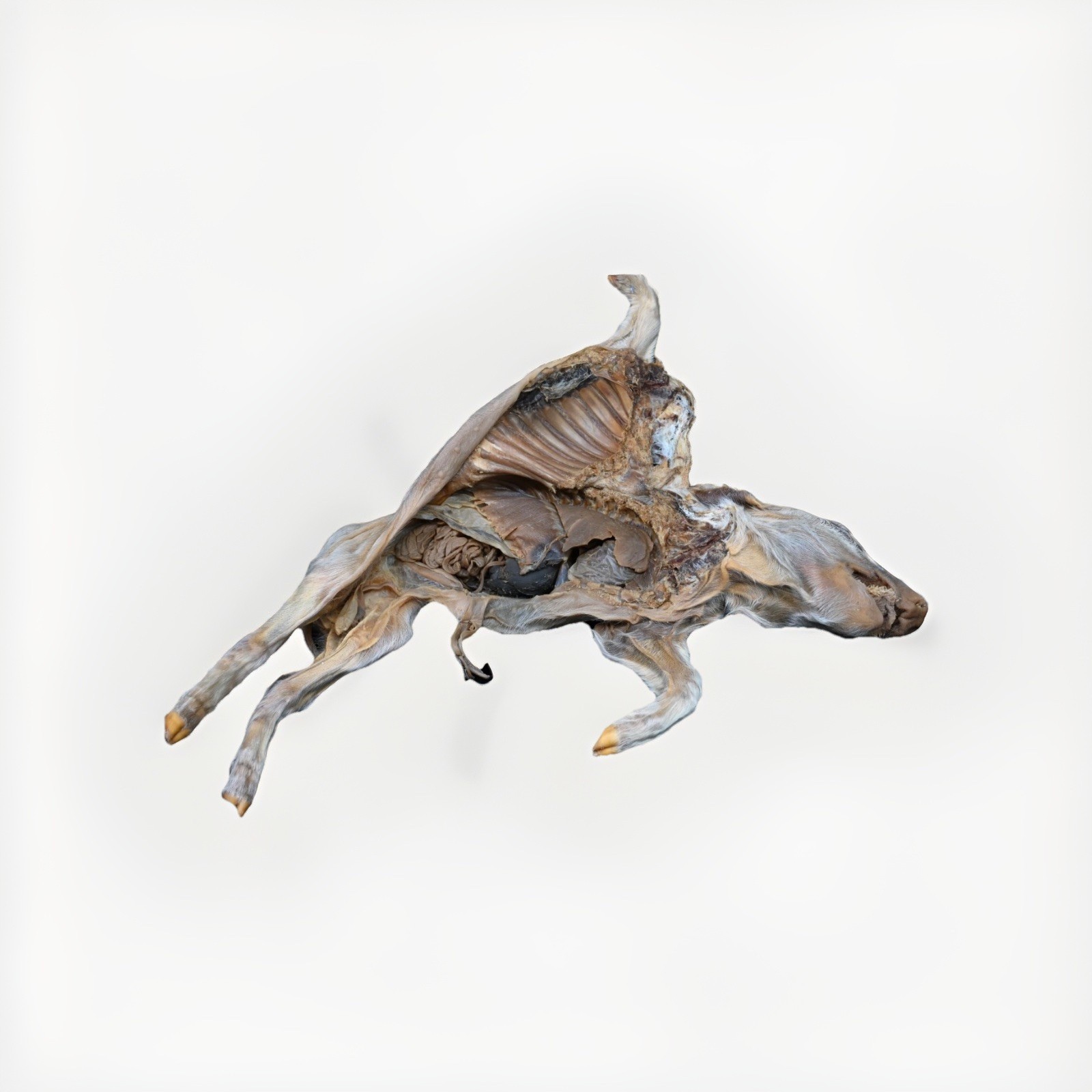 Real Plastinated Pig Fetus Specimen Elnady Technique Preservation Teaching Model