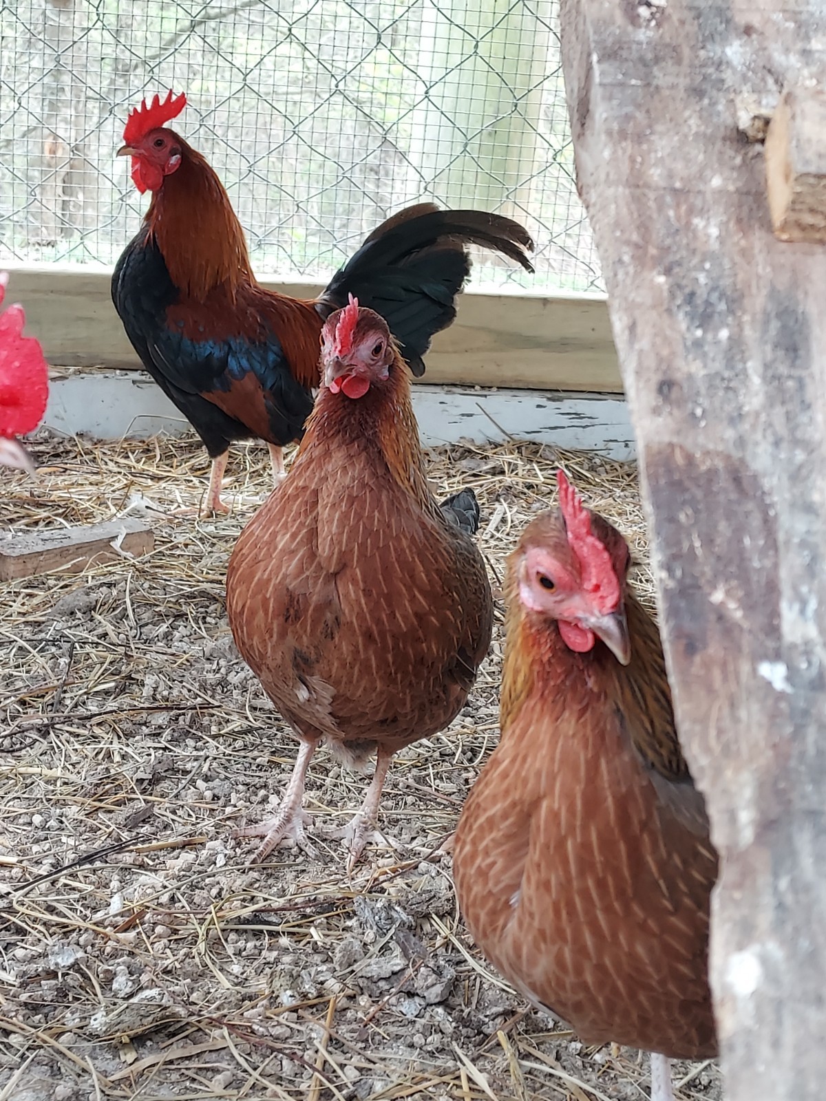 6 Purebred BB Red Bantam Chicken Fertile Hatching Eggs