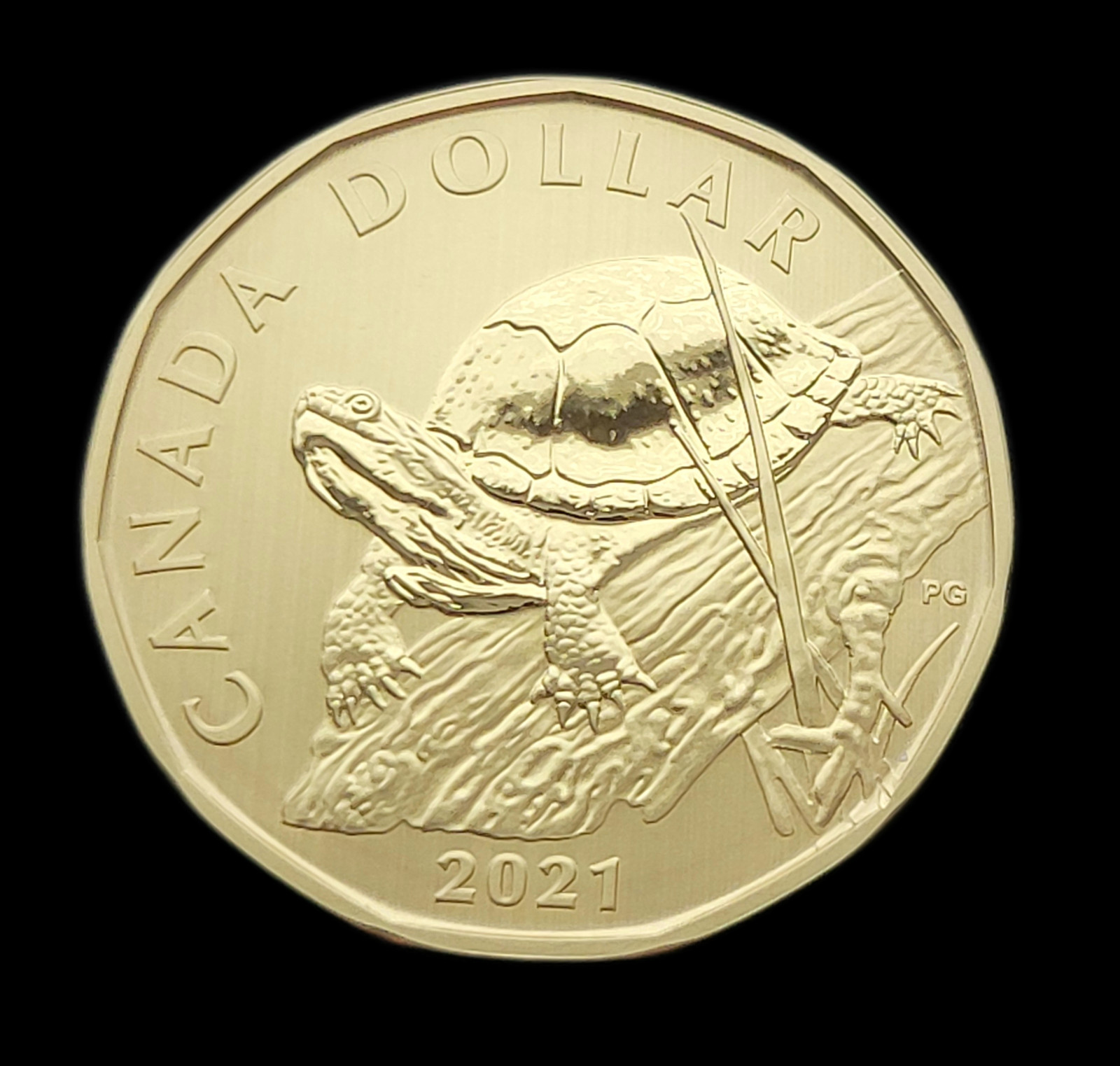 ***  CANADA   LOONIE  2021  ***  SPECIMEN  ***  BLANDING  TURTLE  ***