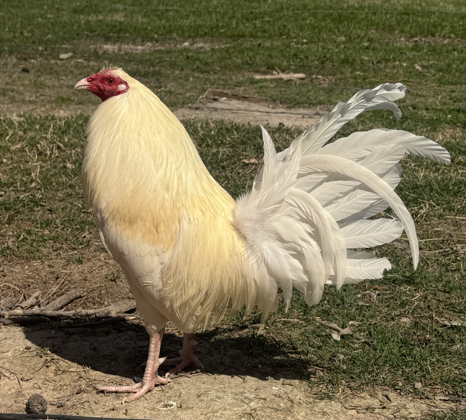 chicken hatching egg