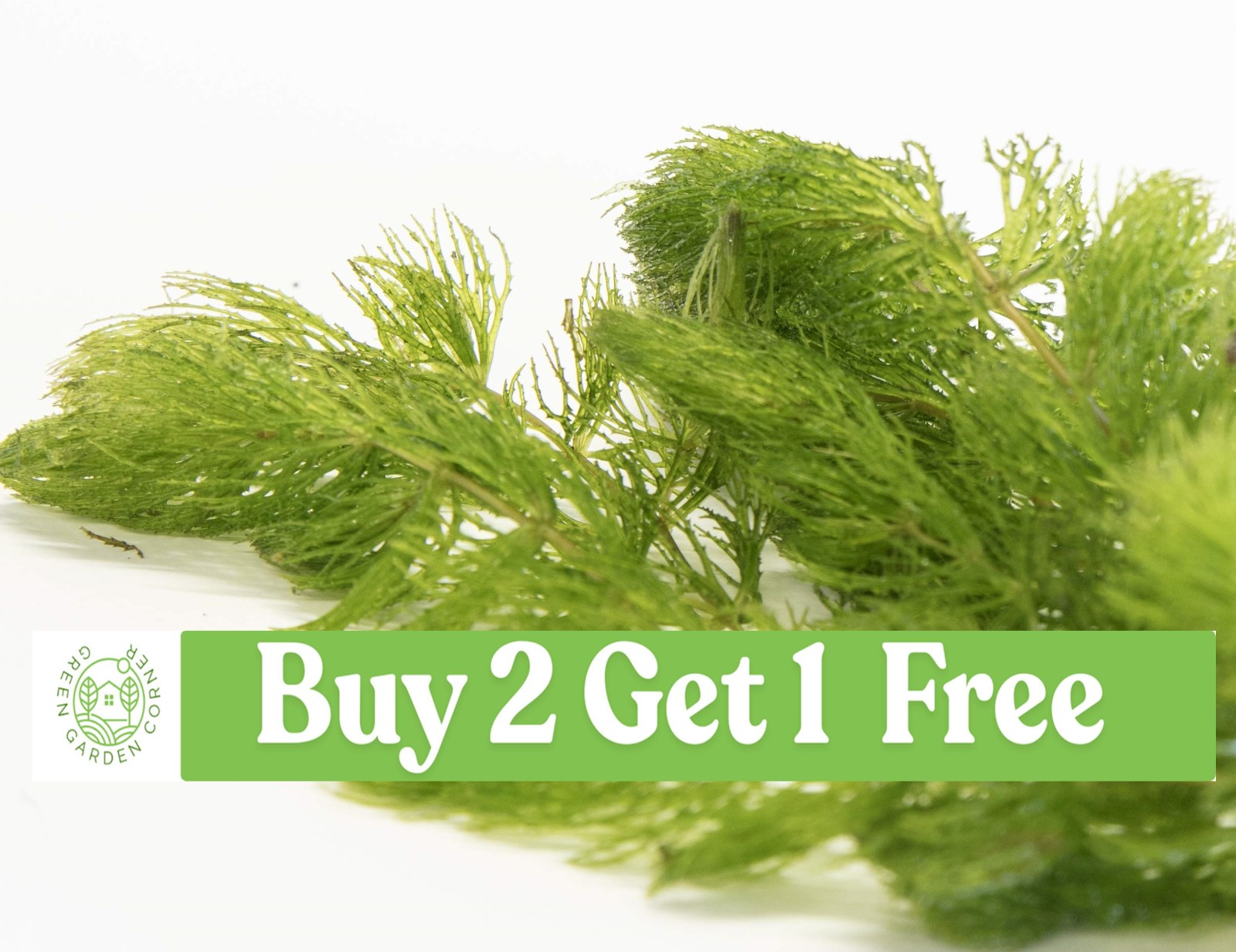 Hornwort Live Aquarium Plant: Freshwater Tank & Pond Plant BUY 2 GET 1 FREE