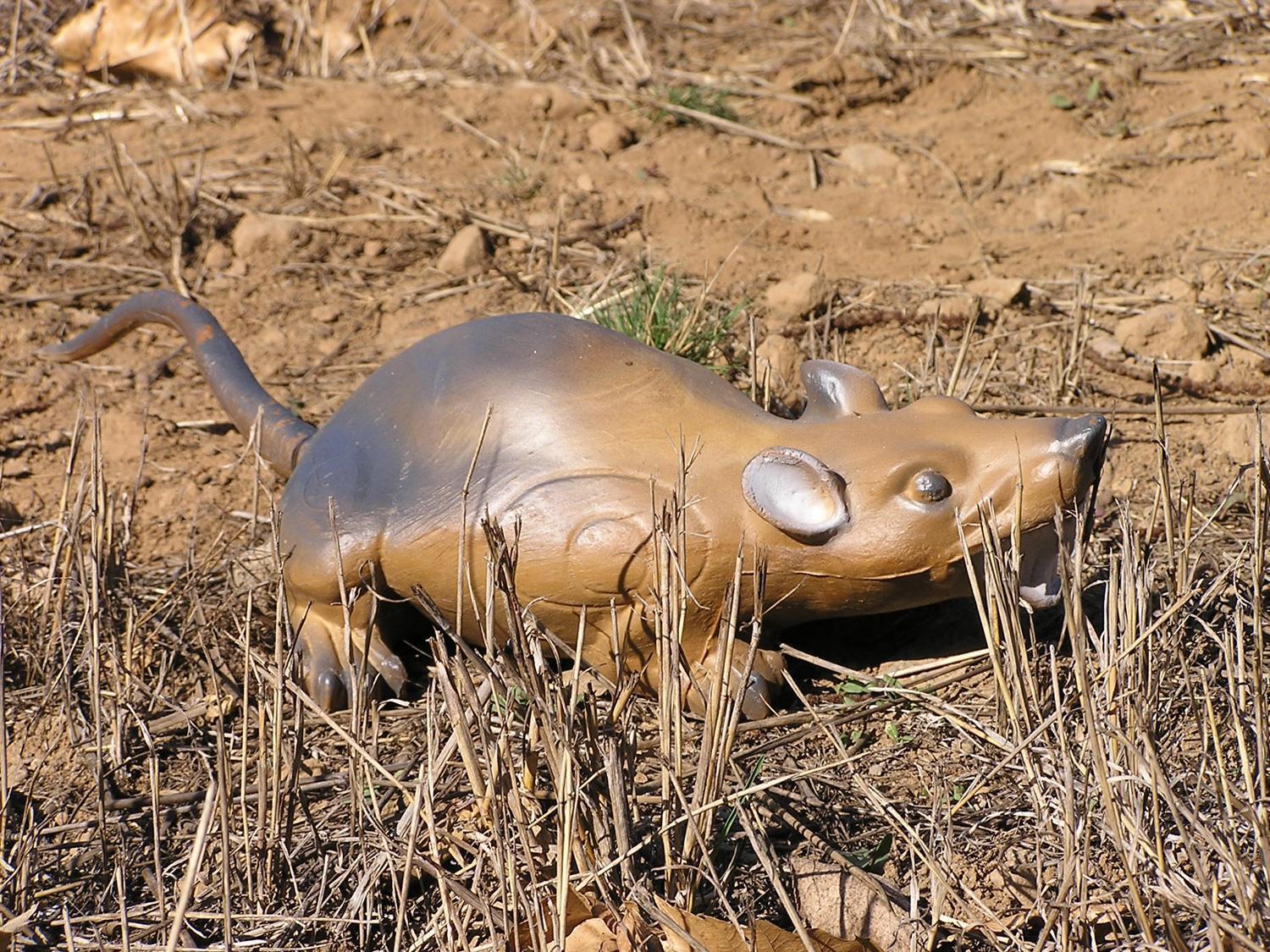 3D Animal LongLife Muskrat