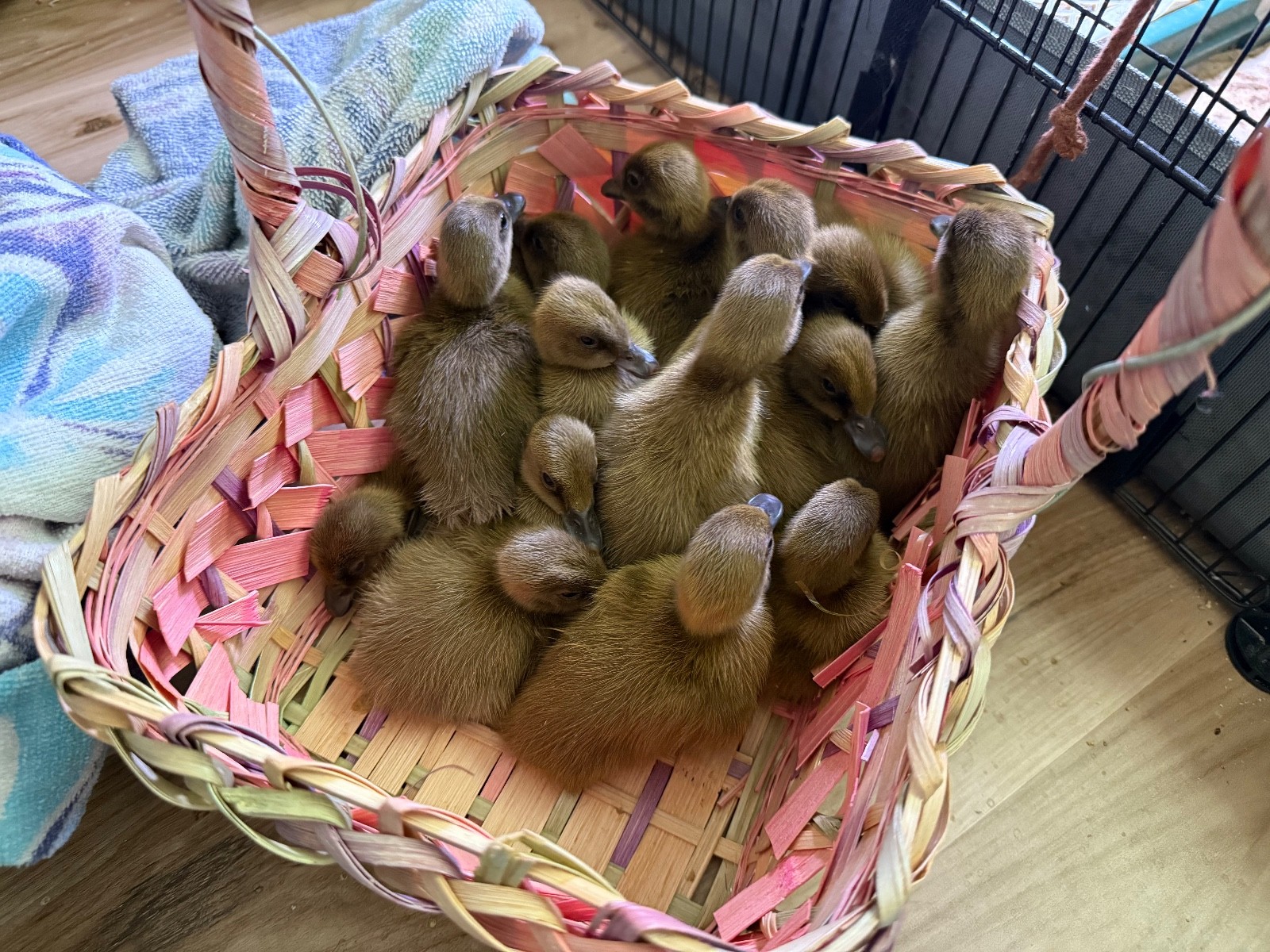 Purebred Khaki Campbell Duck Eggs 6++ Fertile Hatching Eggs