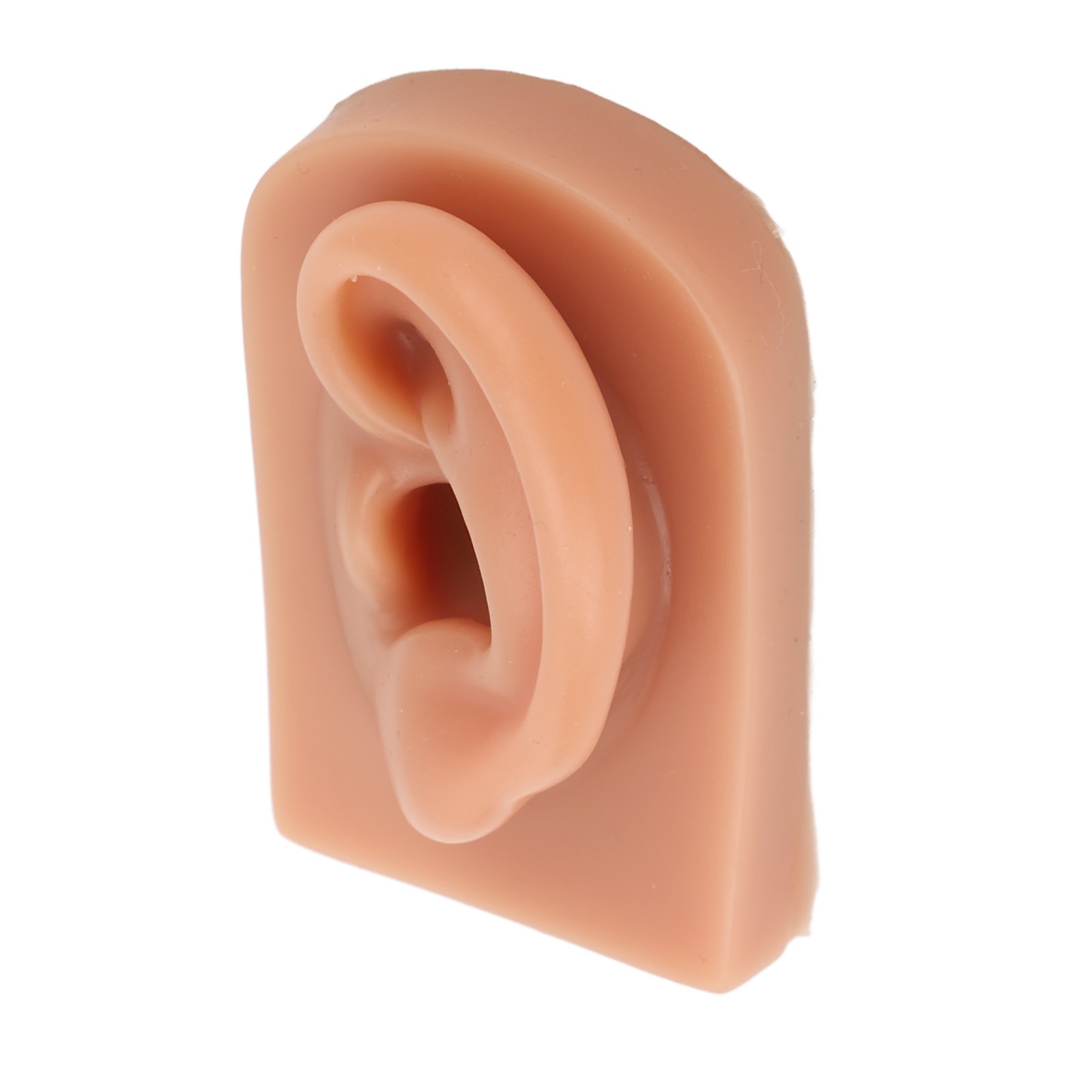Professional Piercing Practice Ear Model For Earrings Display NEW↑