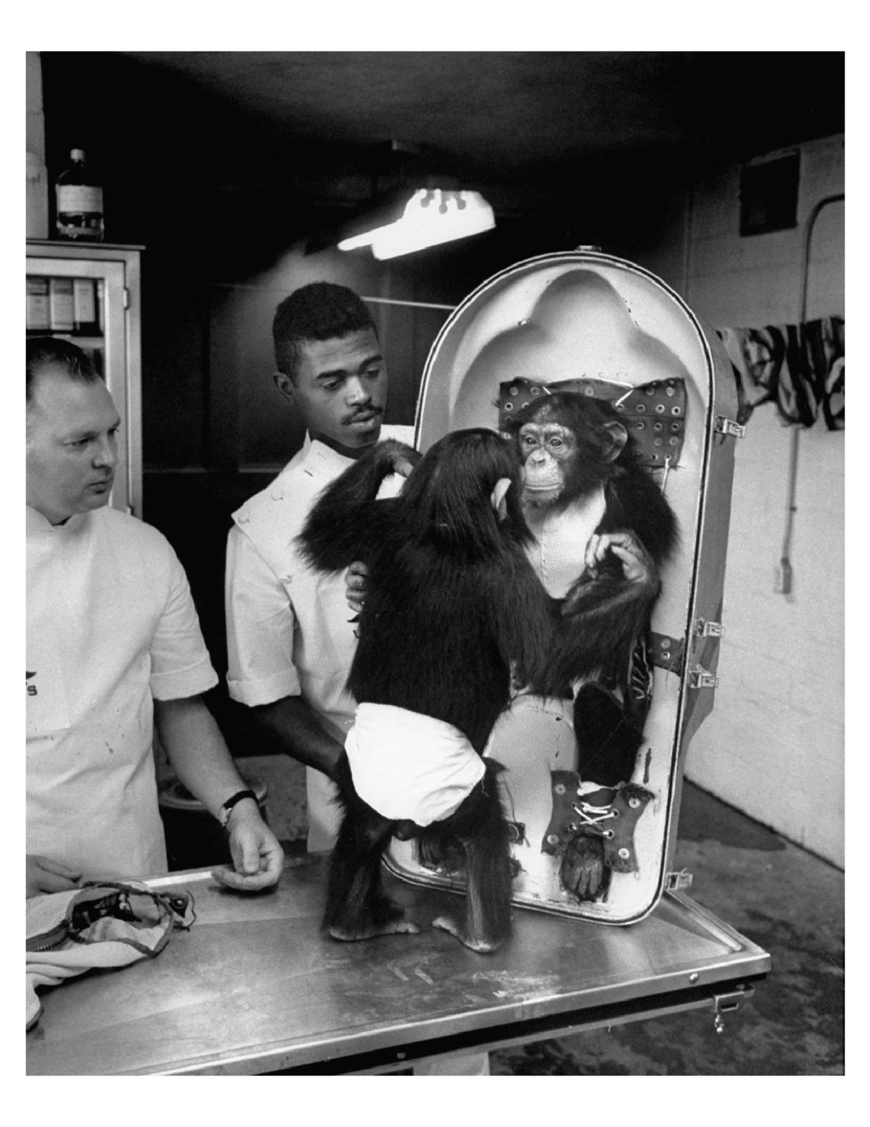 1960 NASA Astrochimp In Training 8x10 Photo Print #3 On 8.5" x 11"