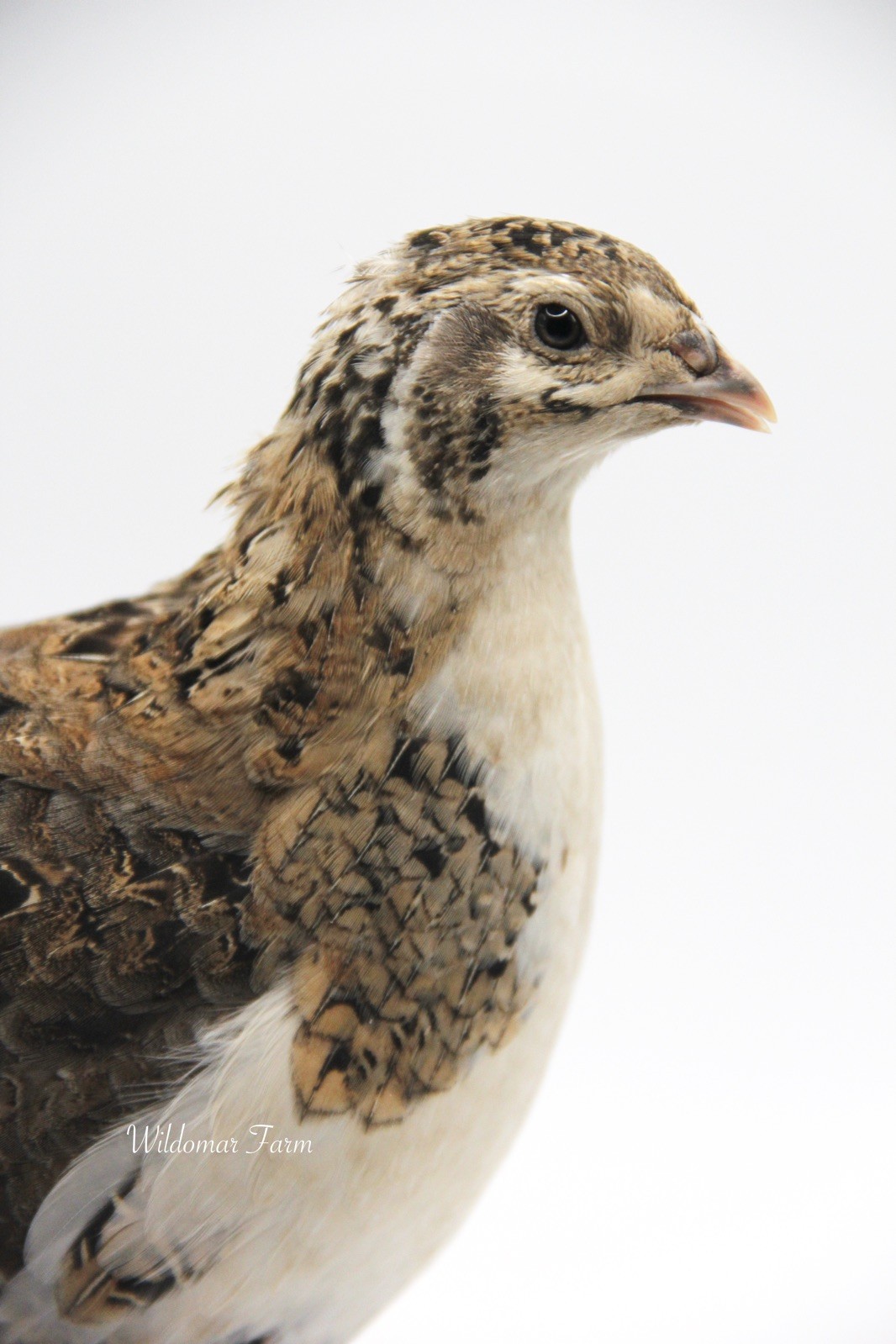 60+ Coturnix Quail Hatching Eggs