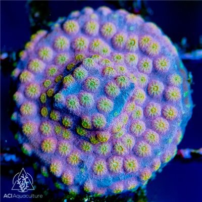 ACI Cultured Sunrise Cyphastrea (3/4" - 1") - SAQ Coral Farm