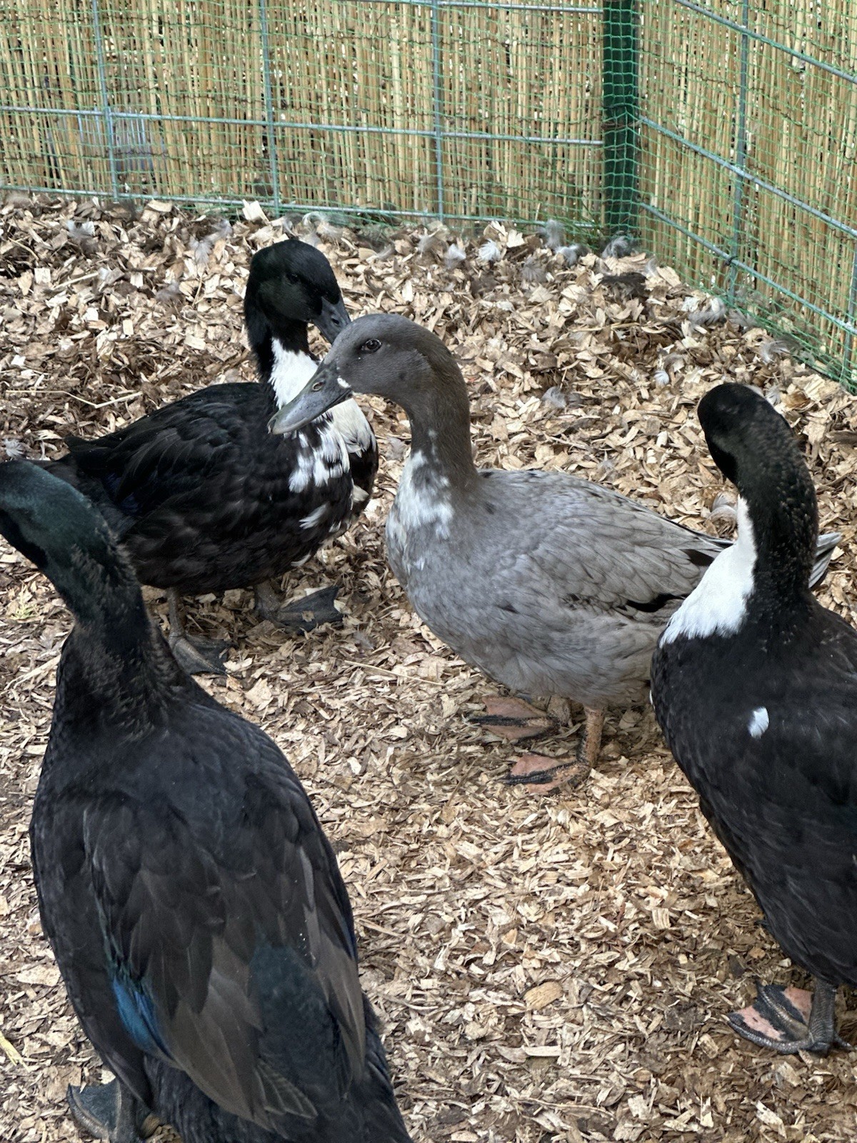 6 DUCK EGGS - WILL SHIP SAME DAY THEY ARE LAID