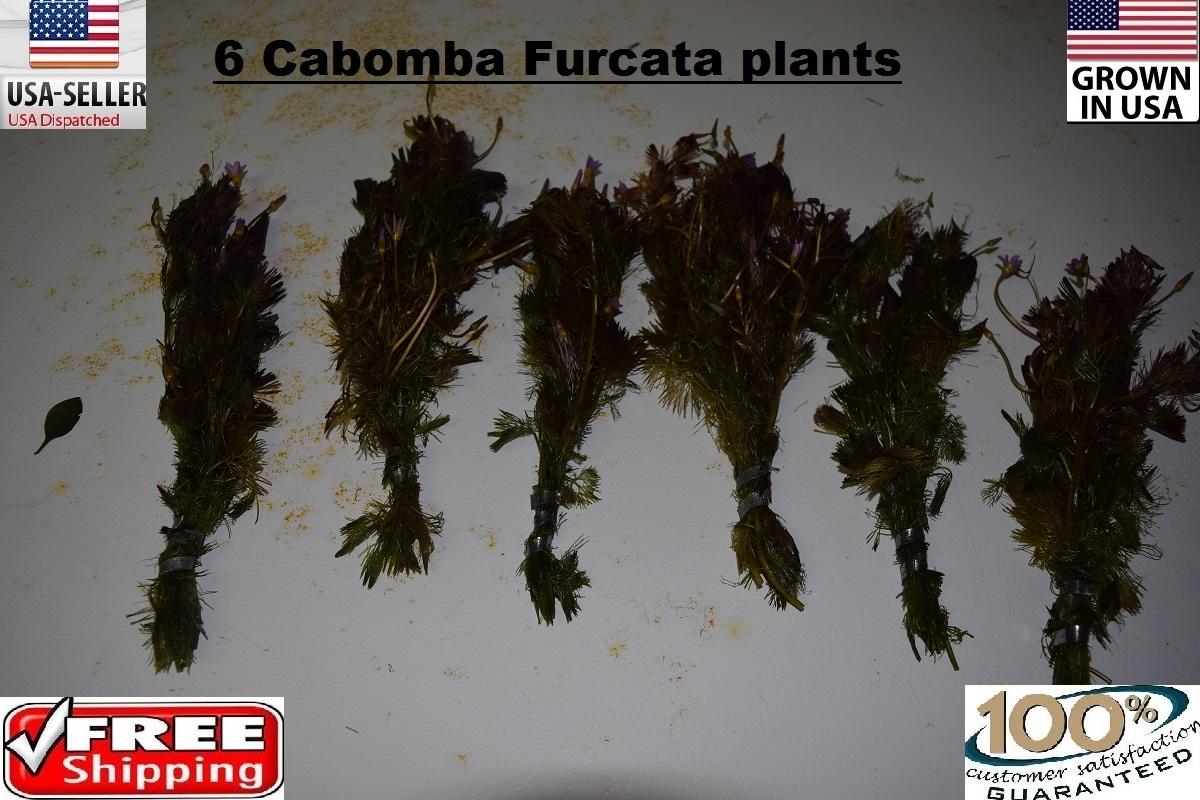 6 bunches RED Cabomba Furcata plants Easy Aquarium aquascaping planted tank
