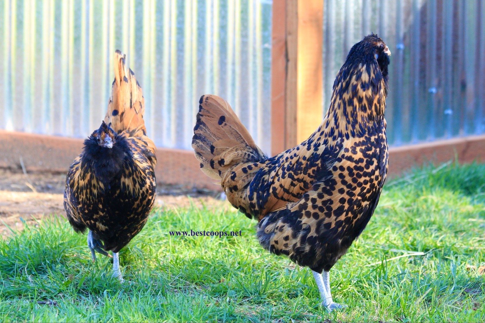6+ Gold Owlbeard Fertile Chicken Hatching Eggs
